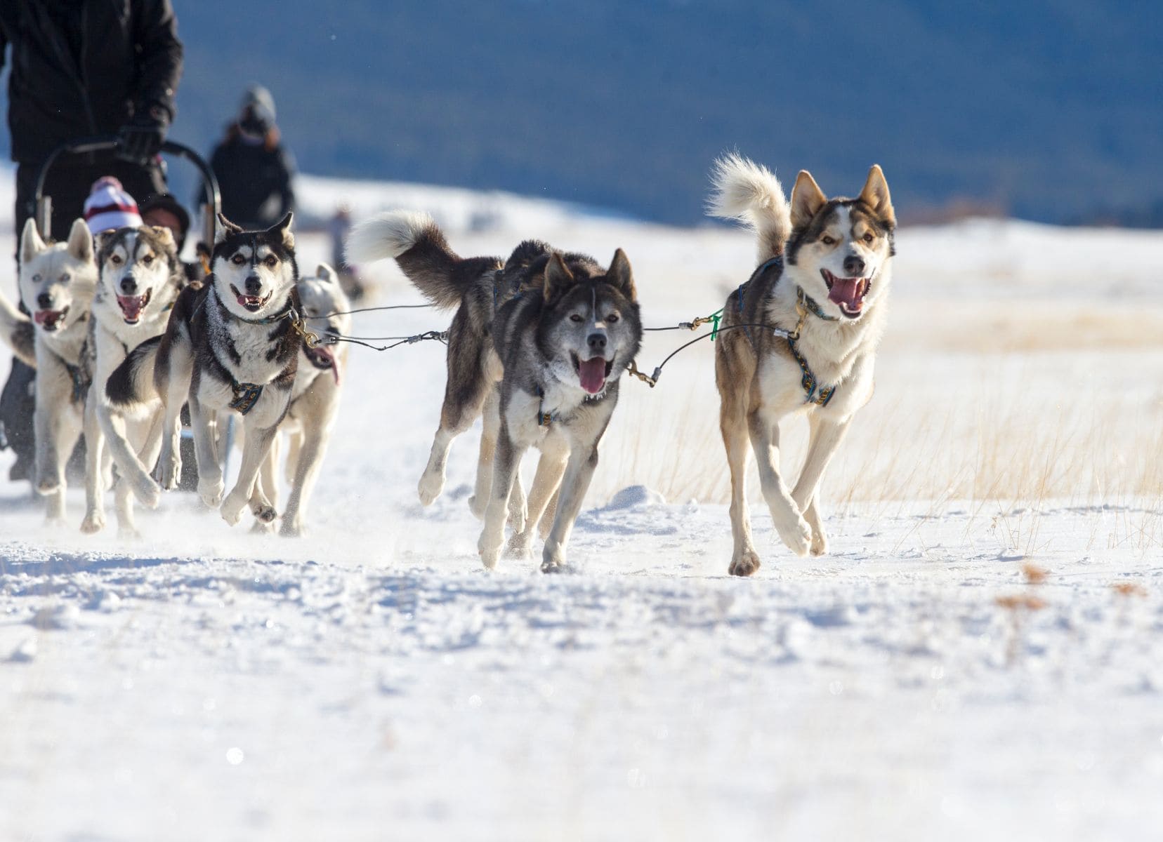 husky dogs pulling a sleigh in the snow