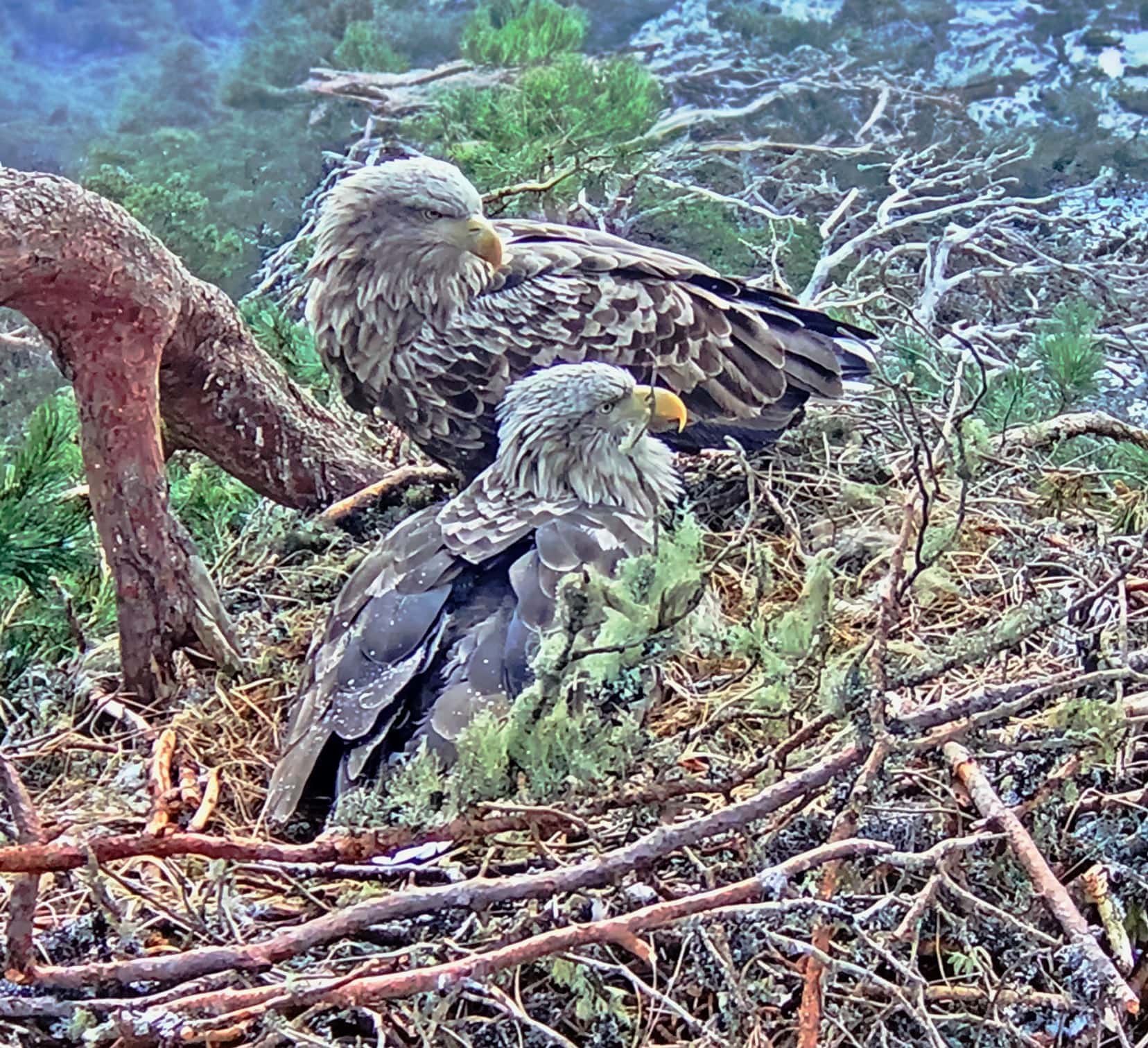Loch garten osprey webcam showing two osprey building their nest