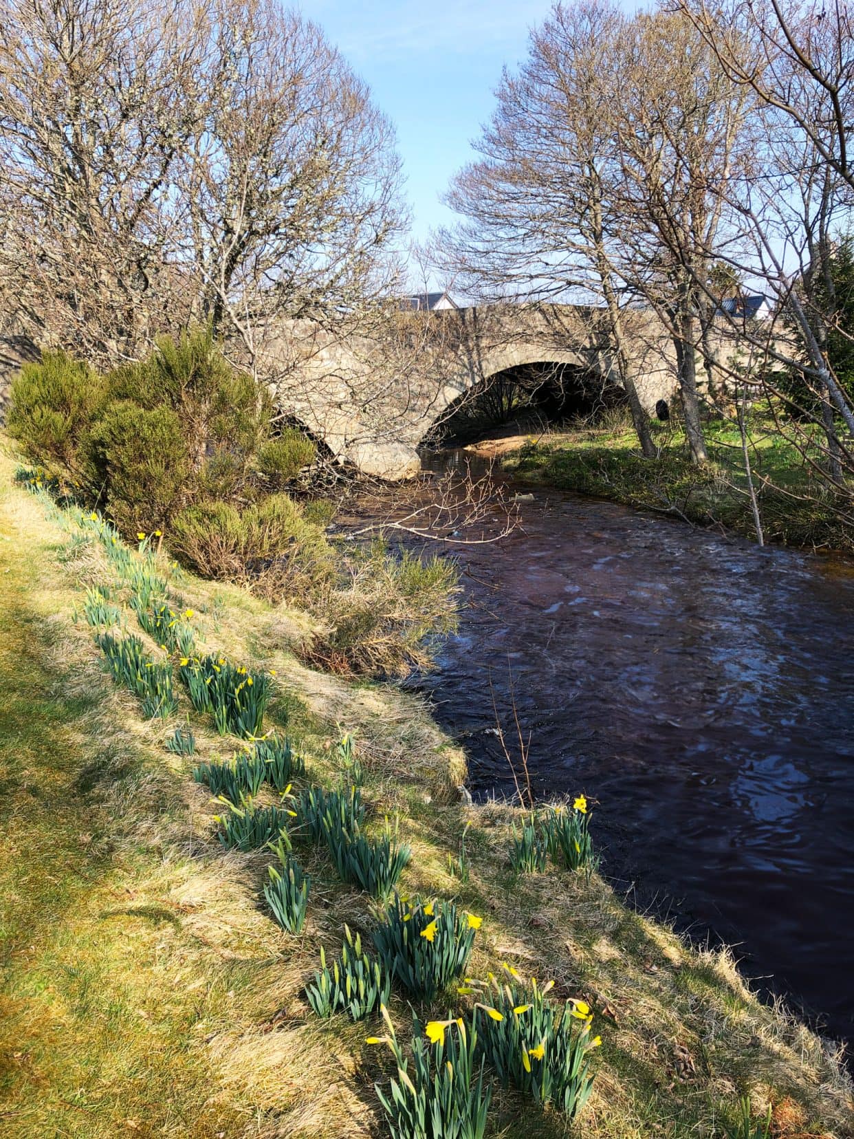 Stone arced bridge over a river with the riverbank full of daffodils