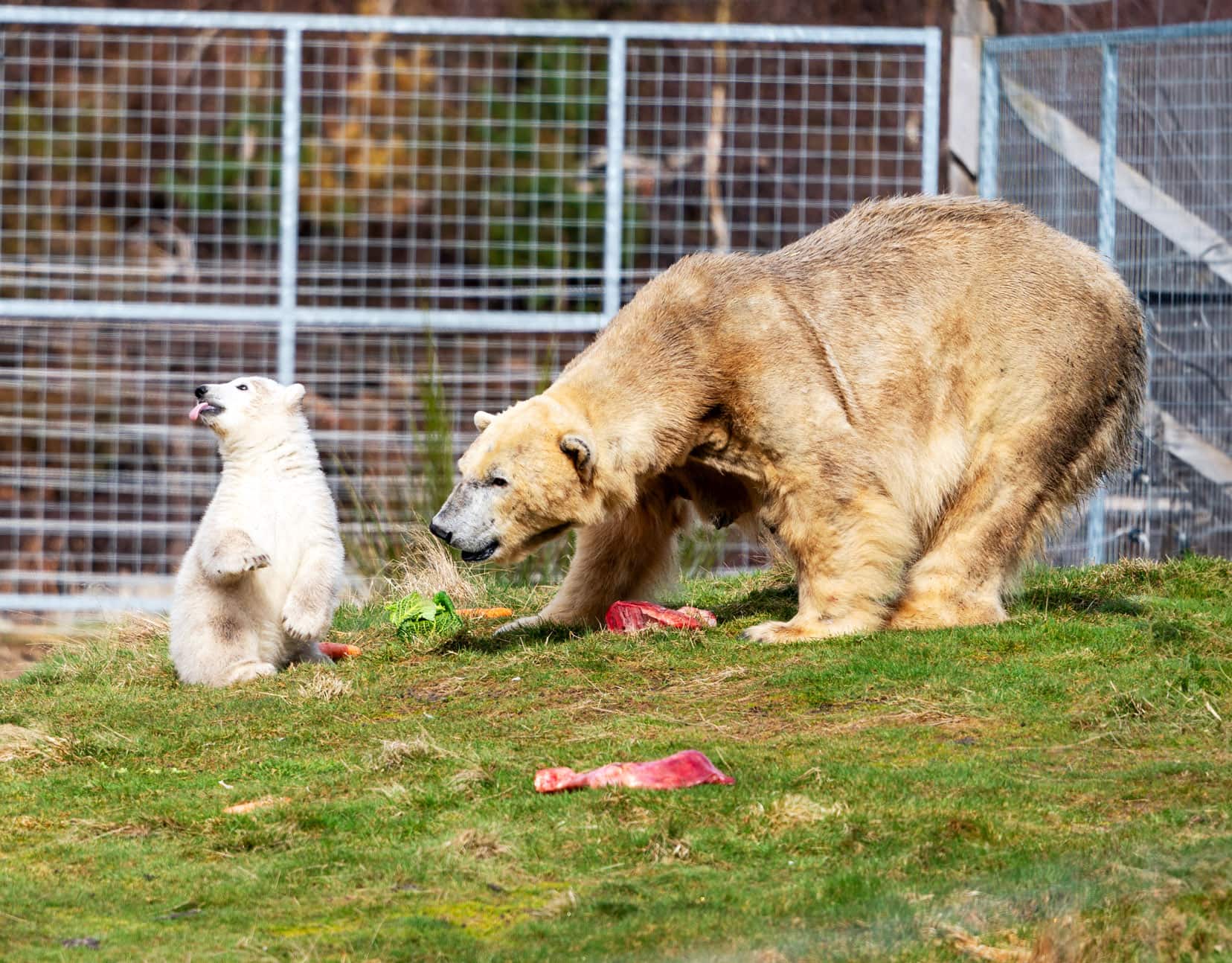 Large polar bear with a cub at Highland wildlife Park near inverness 