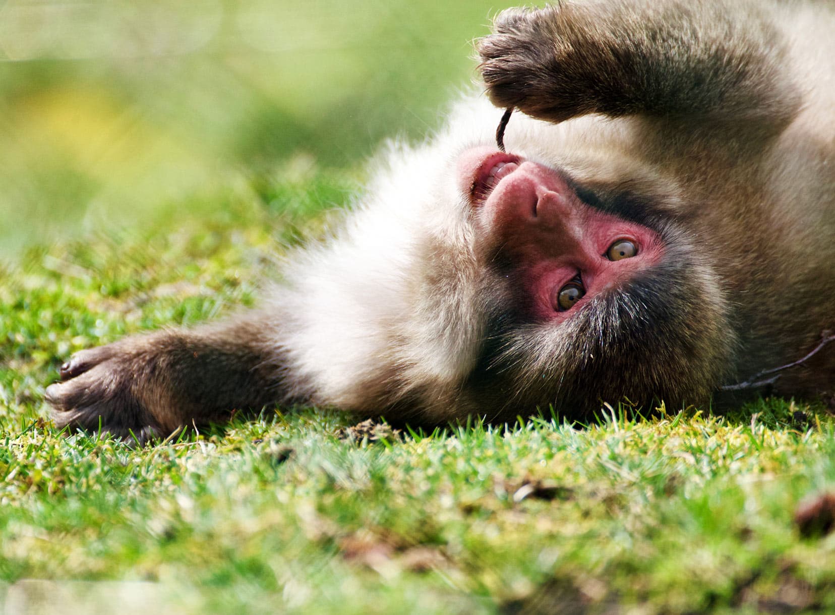 snow monkey lying on its back chewing a piece of grass