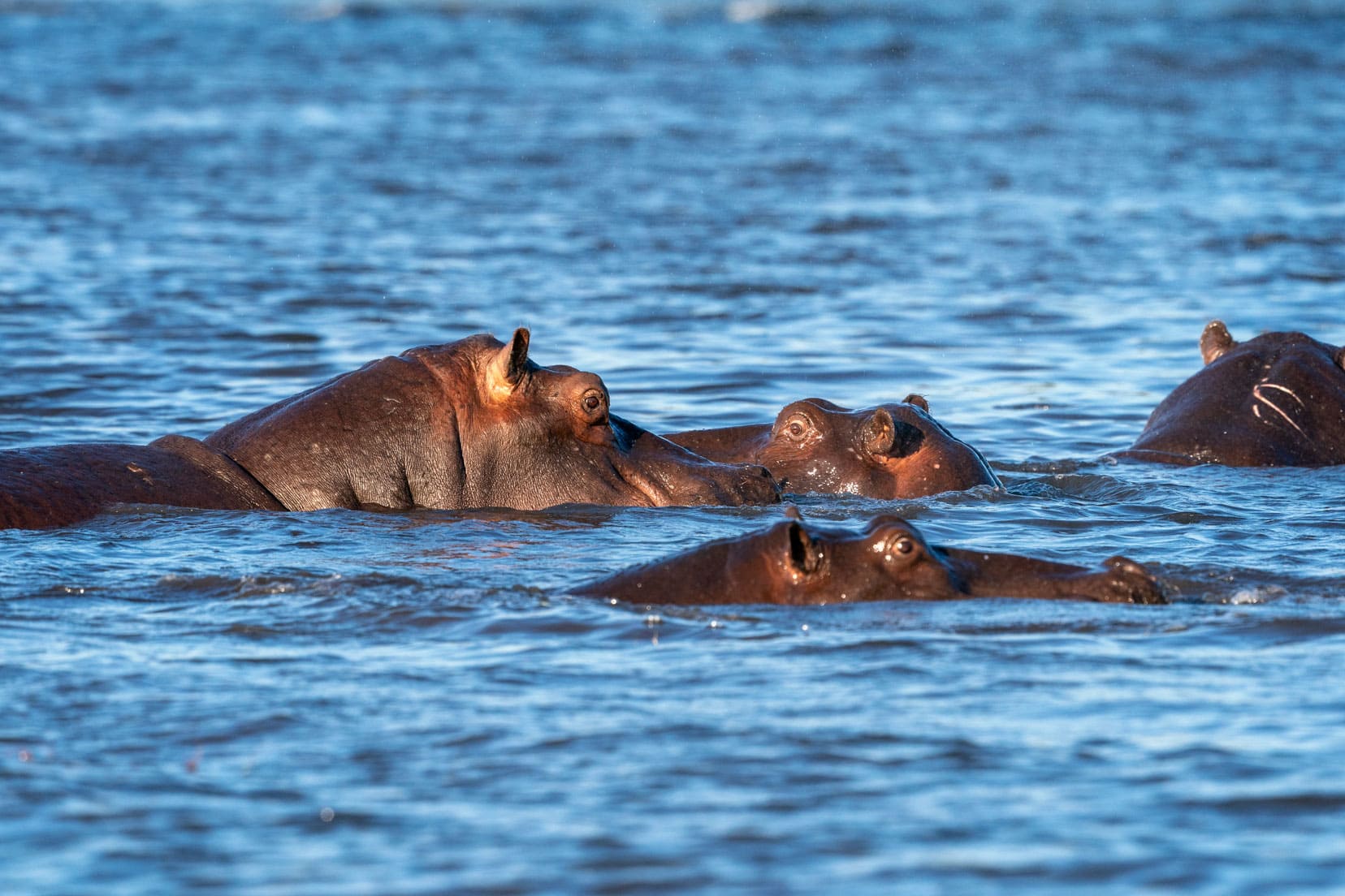Three hippos in the Okavango River