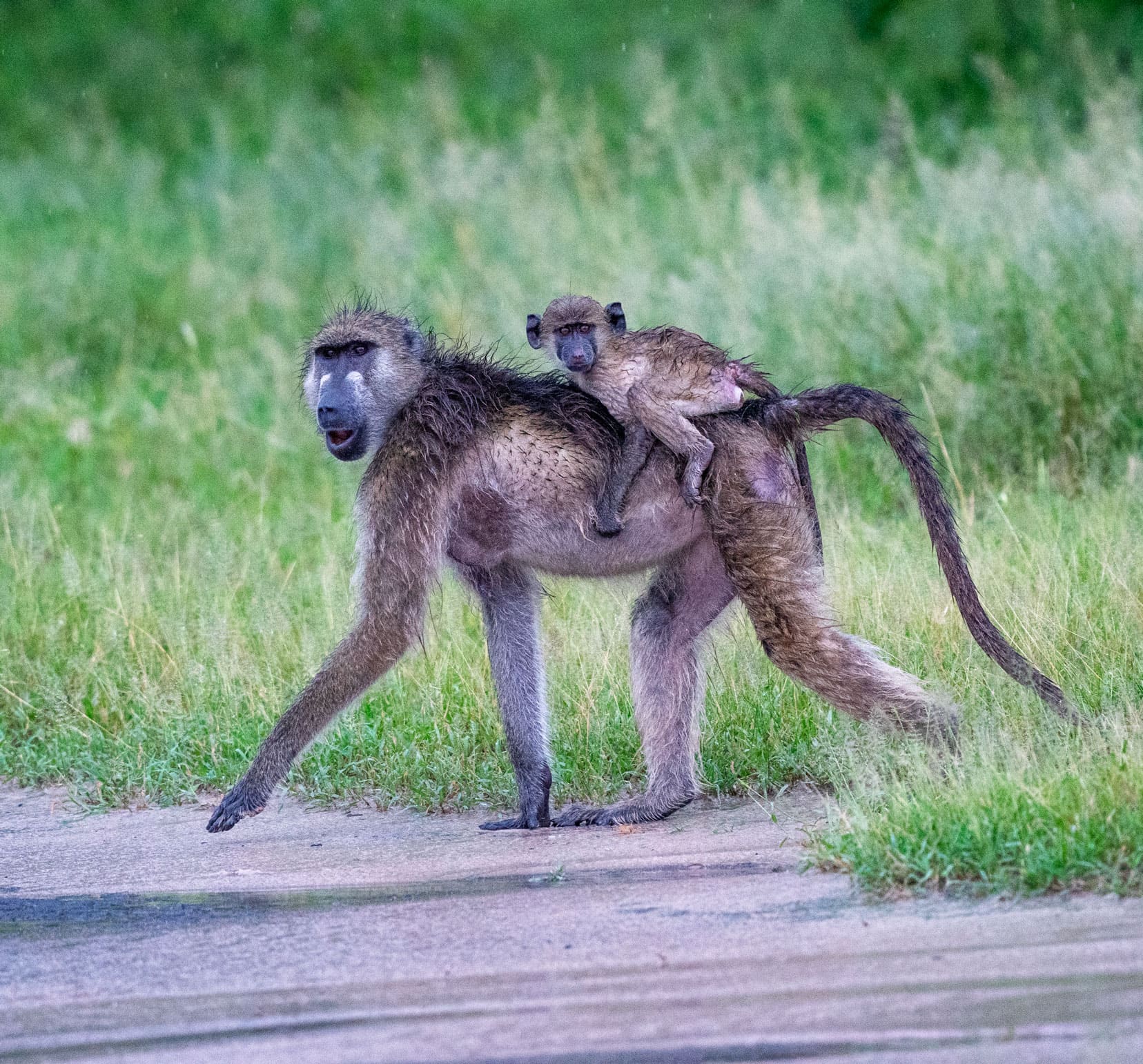 mother and baby baboon in long grass in Moremi Game Reserve Botswana