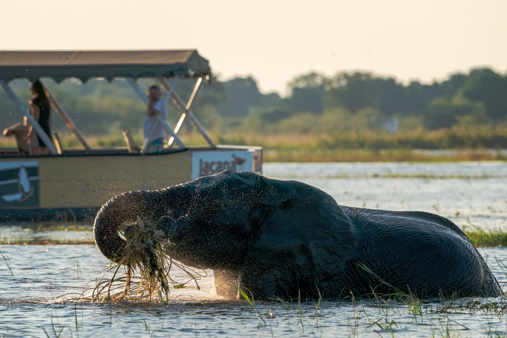 an elephnat tood up to its shoulders in a river with a tour boat just behind it