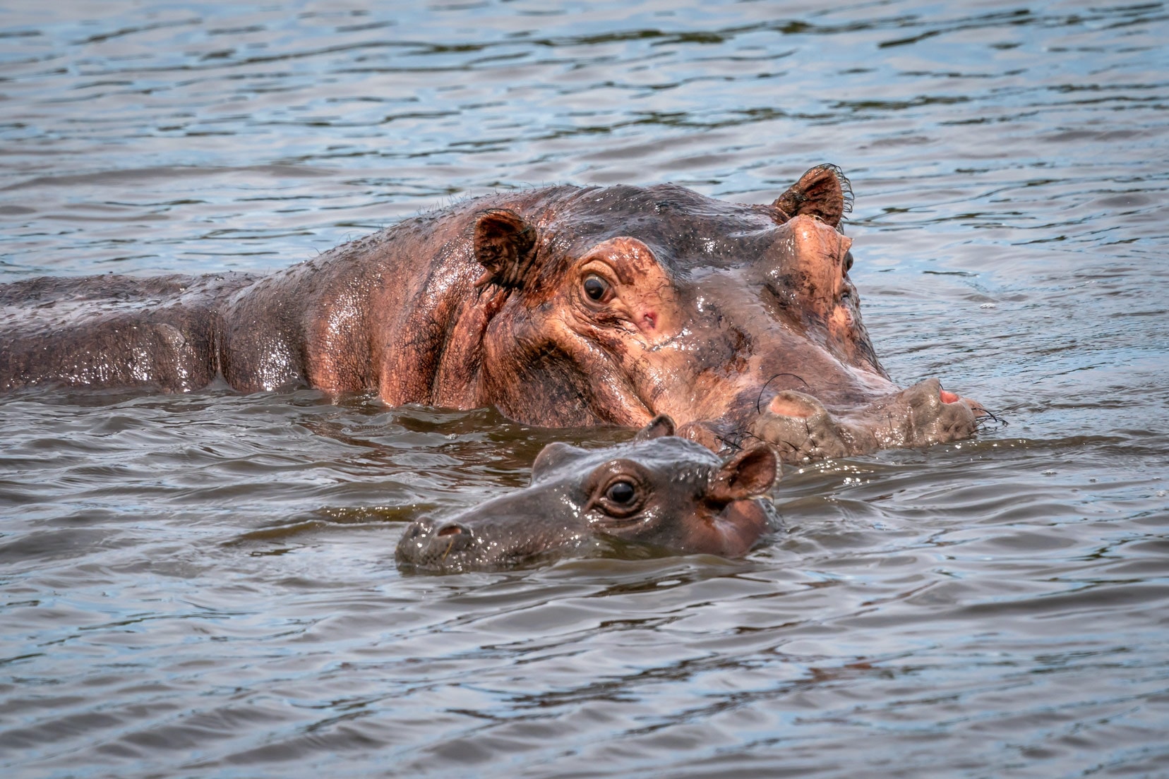 Large hippo in water with head showing with a smaller head of a baby hippo beside it
