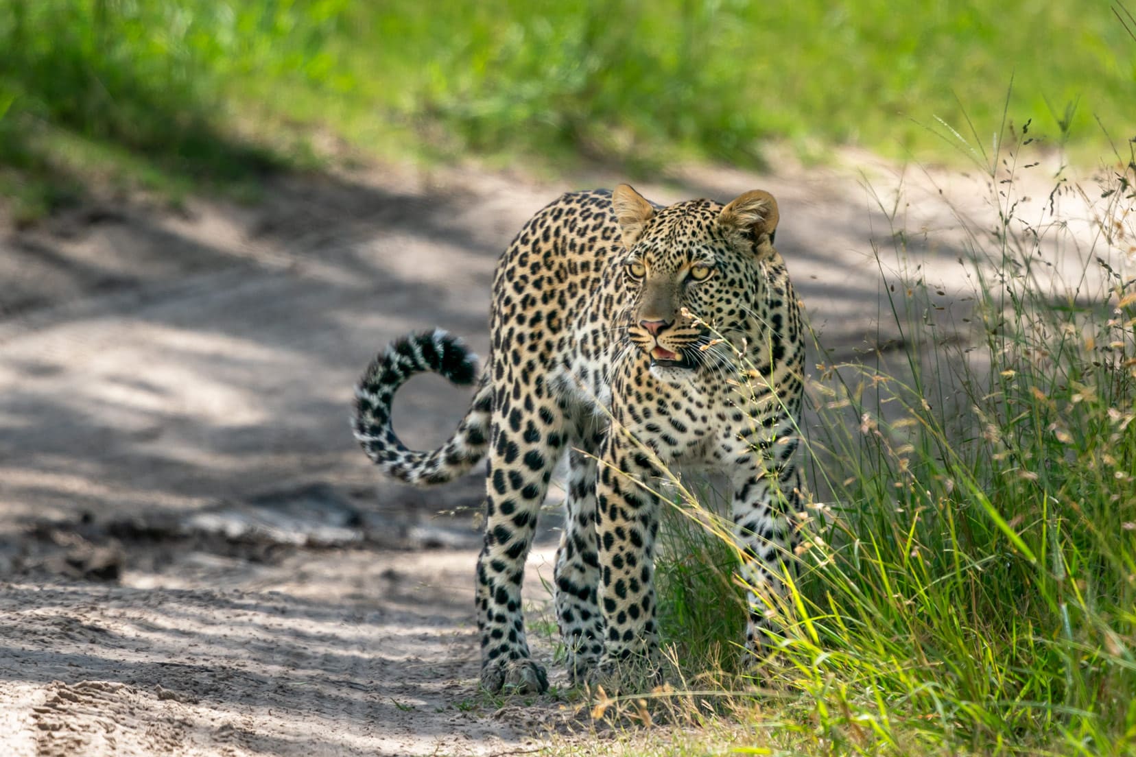 leopard on a sandy track in Moremi Game Reserve