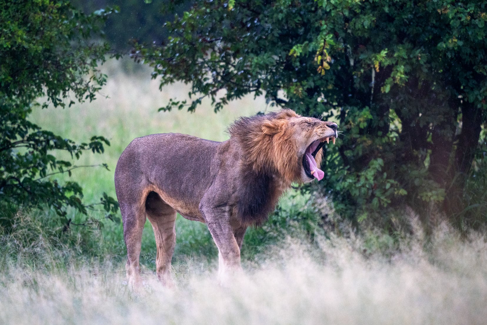 lion roaring in long grass in Moremi 