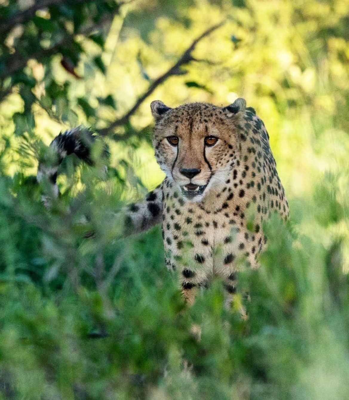 cheetah peering through the bushes in moremi Game Reserve