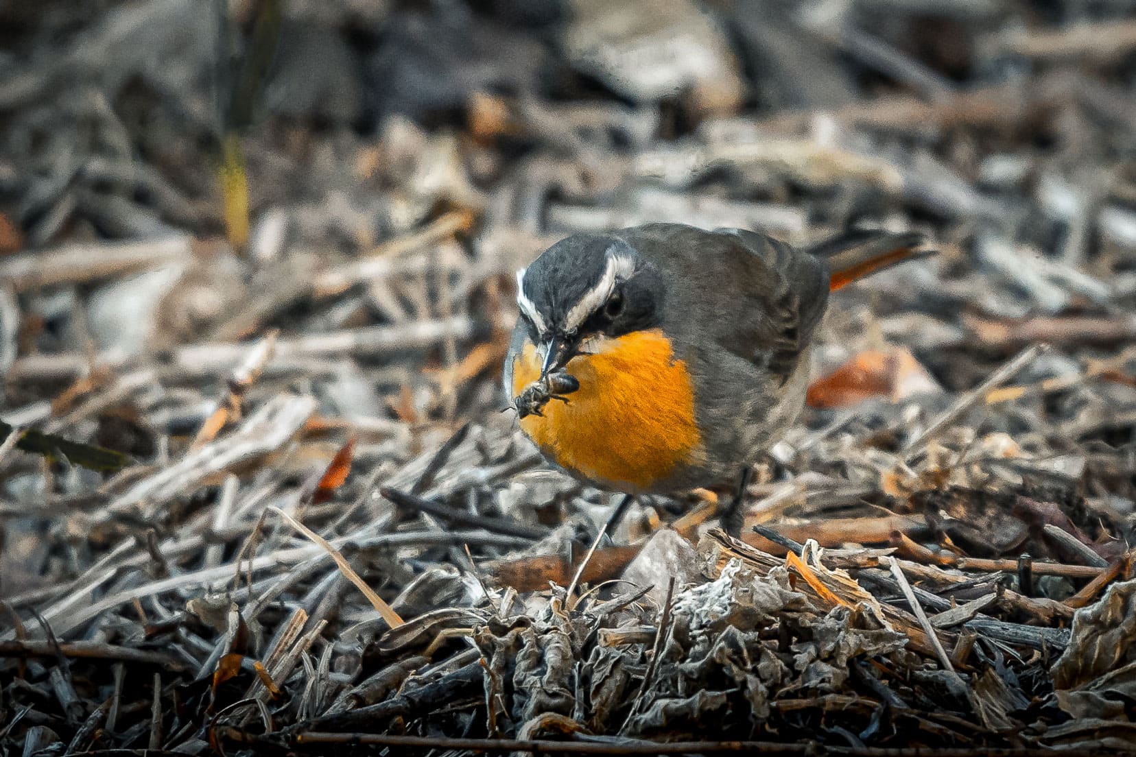 south african common bird - the cape robin chat with a red breast and white stripe above eye stood on broken twigs with a bee in its beak. 