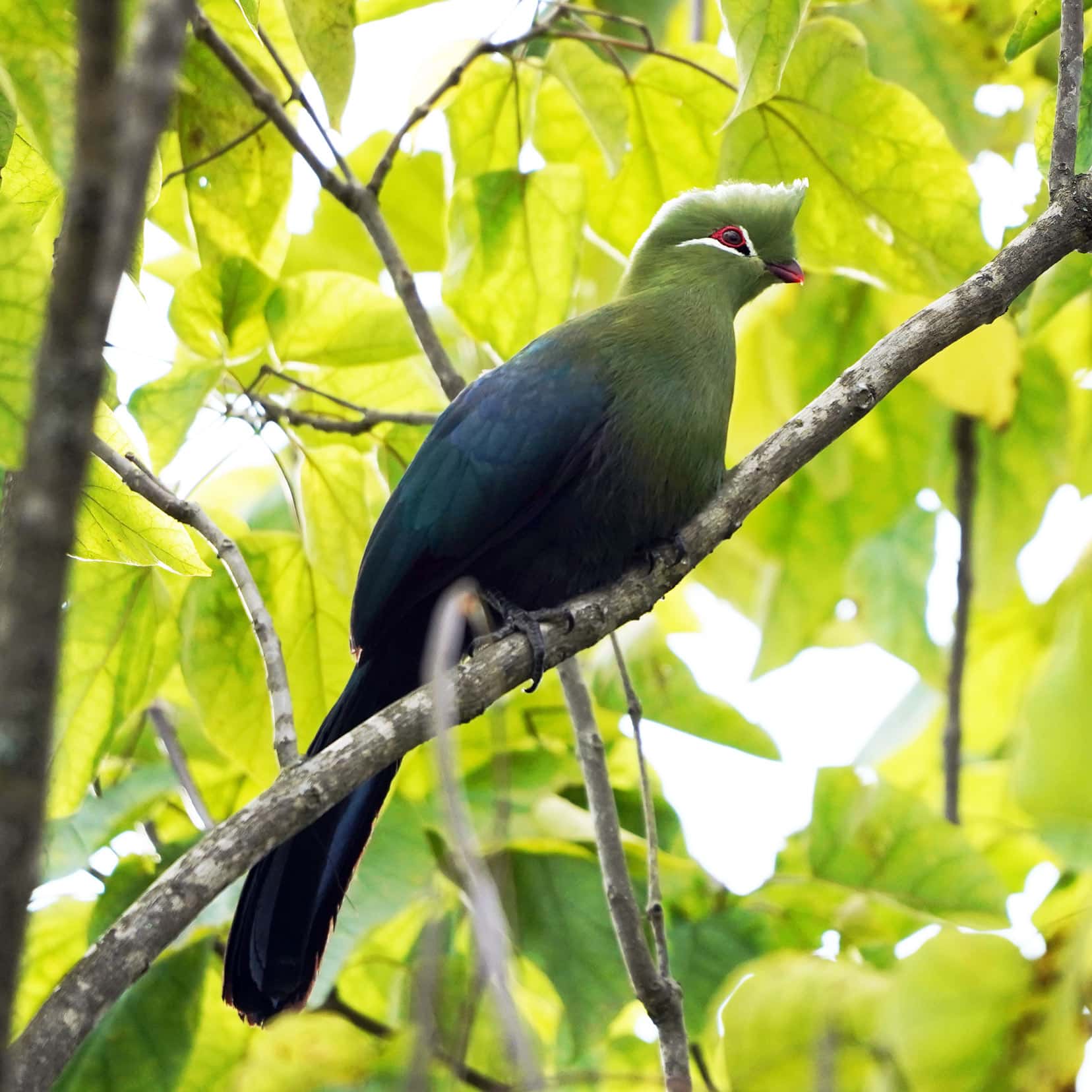 the Knysna Turaco - a green and blue bird with a white stripes. either side of eye and white tips in its crest, sat on. abranch amongst bright green leaves