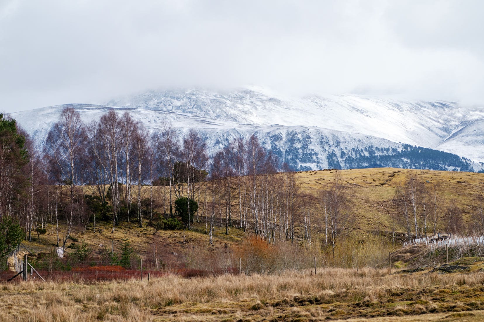View-from-Highland-Wildlife-Park of distant snowy mountains, moorland with bare trees and autumnal colours