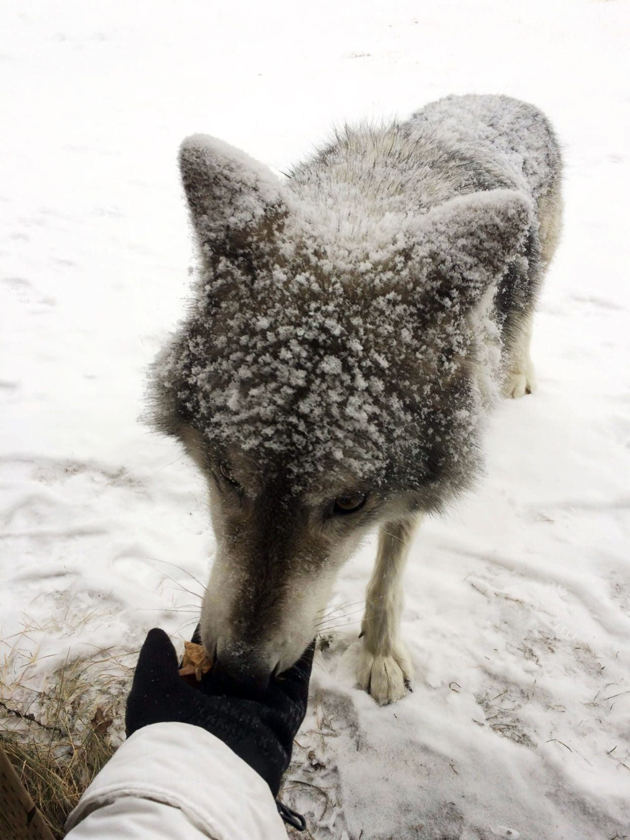 Grey wolf eating a snack out of a gloved hand