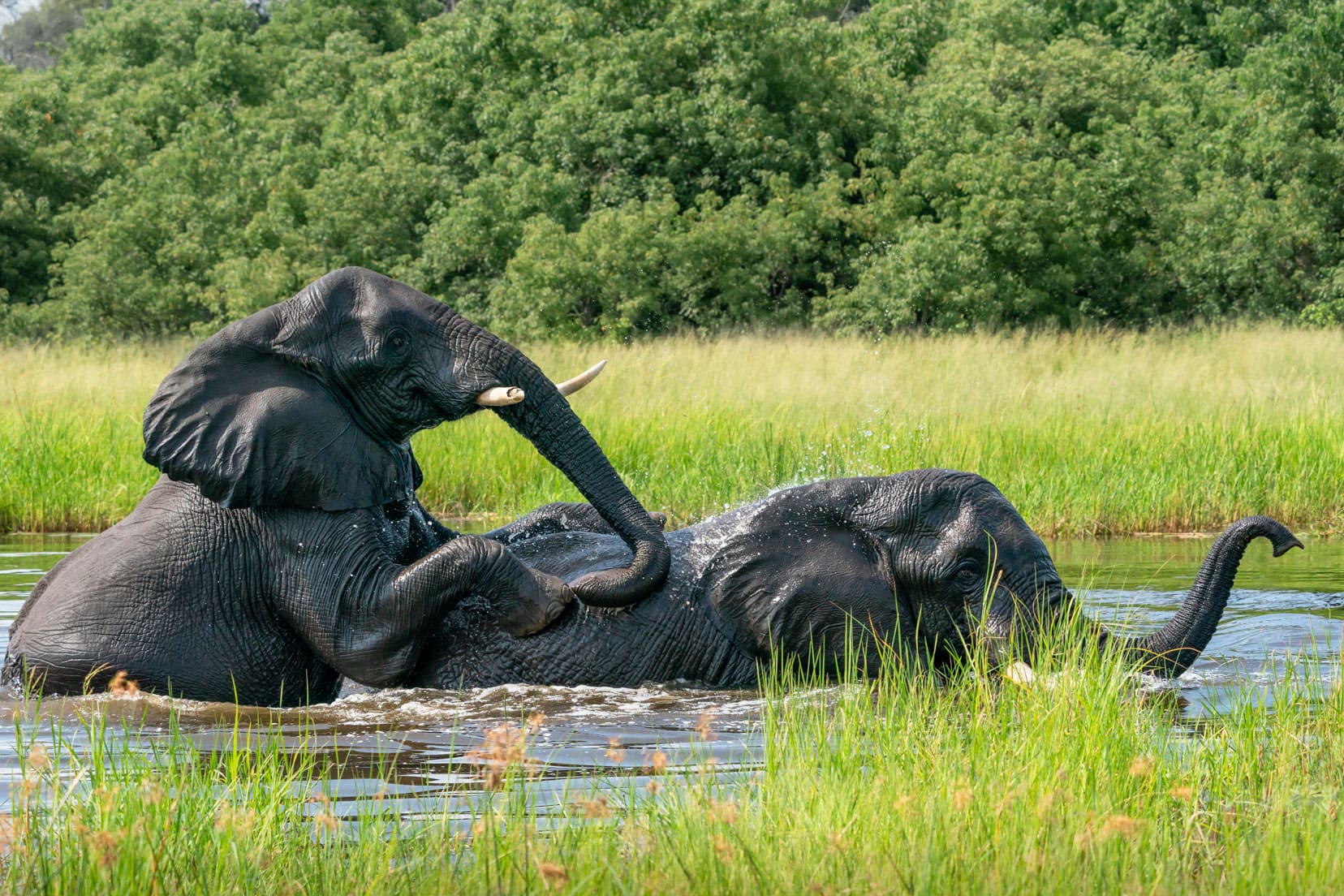 Elephants playing in the river at Khwai Concession 