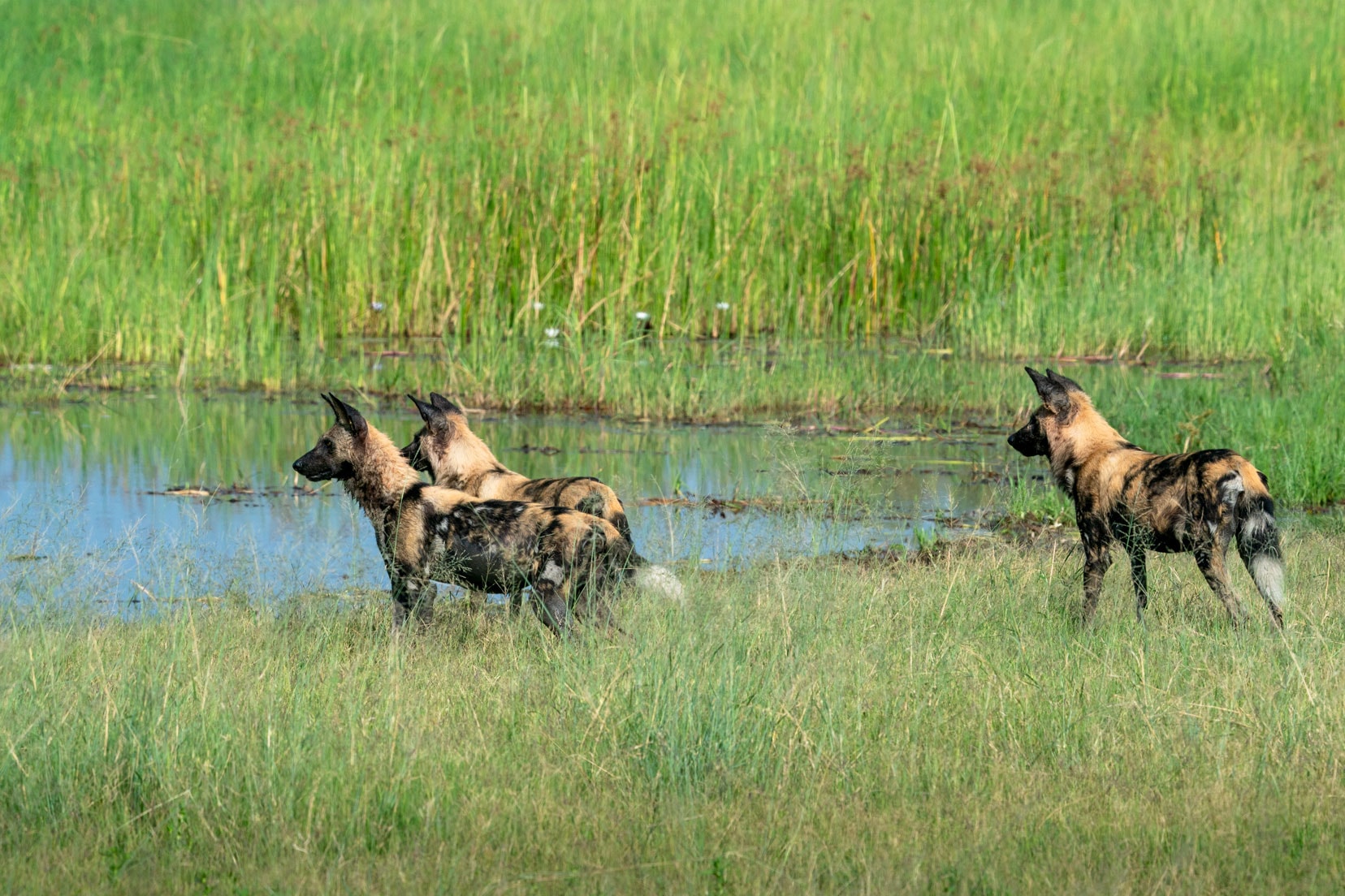3 wild dogs seen on our Botswana Photo safari
