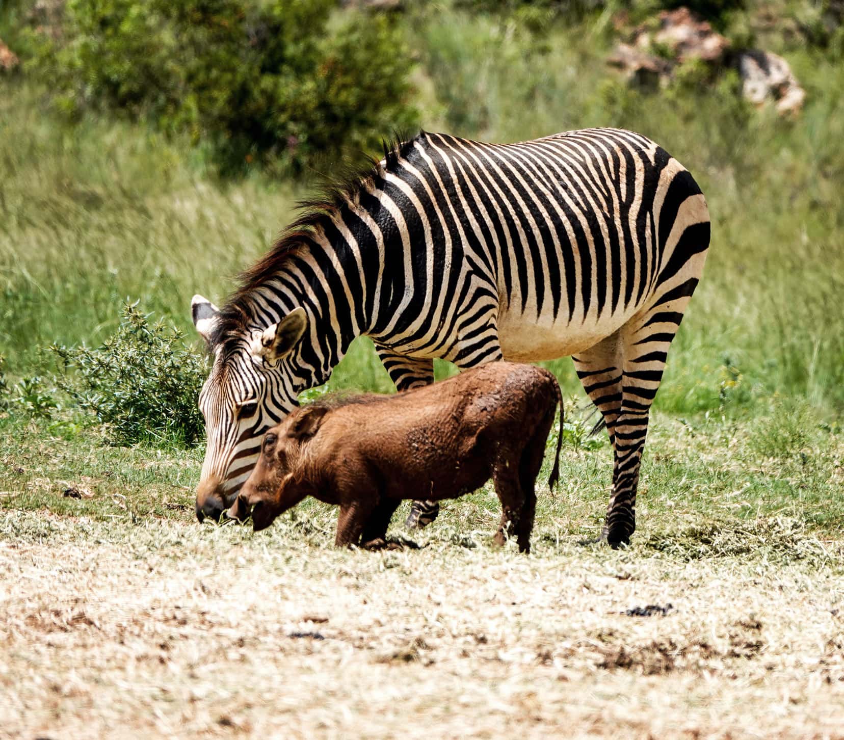 Hartmann's zebra beside a warthog, both grazing