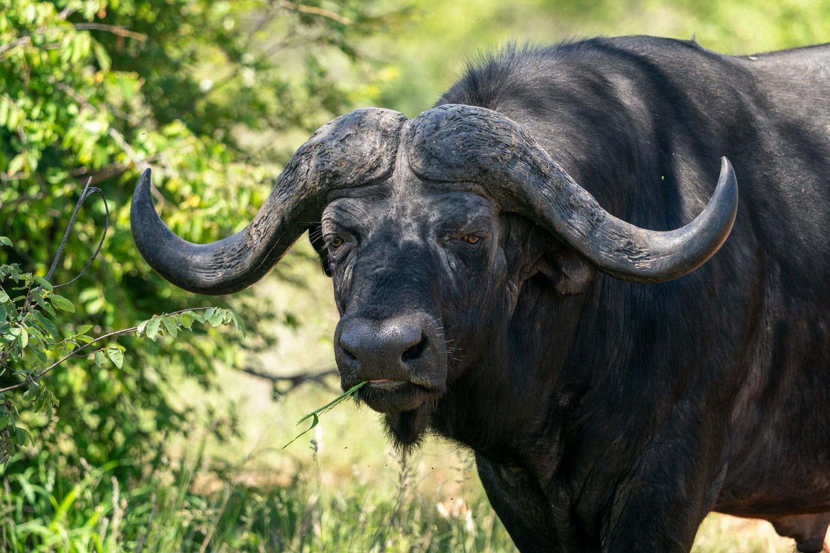 head of old buffalo up close eating grass at the Rhino and Lion Nature Reserve