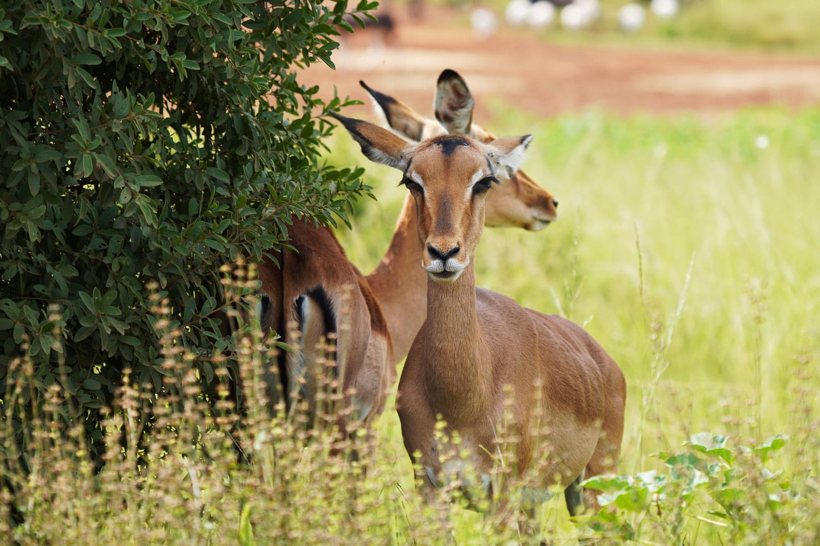 Female impala looking at camera beside a bush with anothe impala behind her