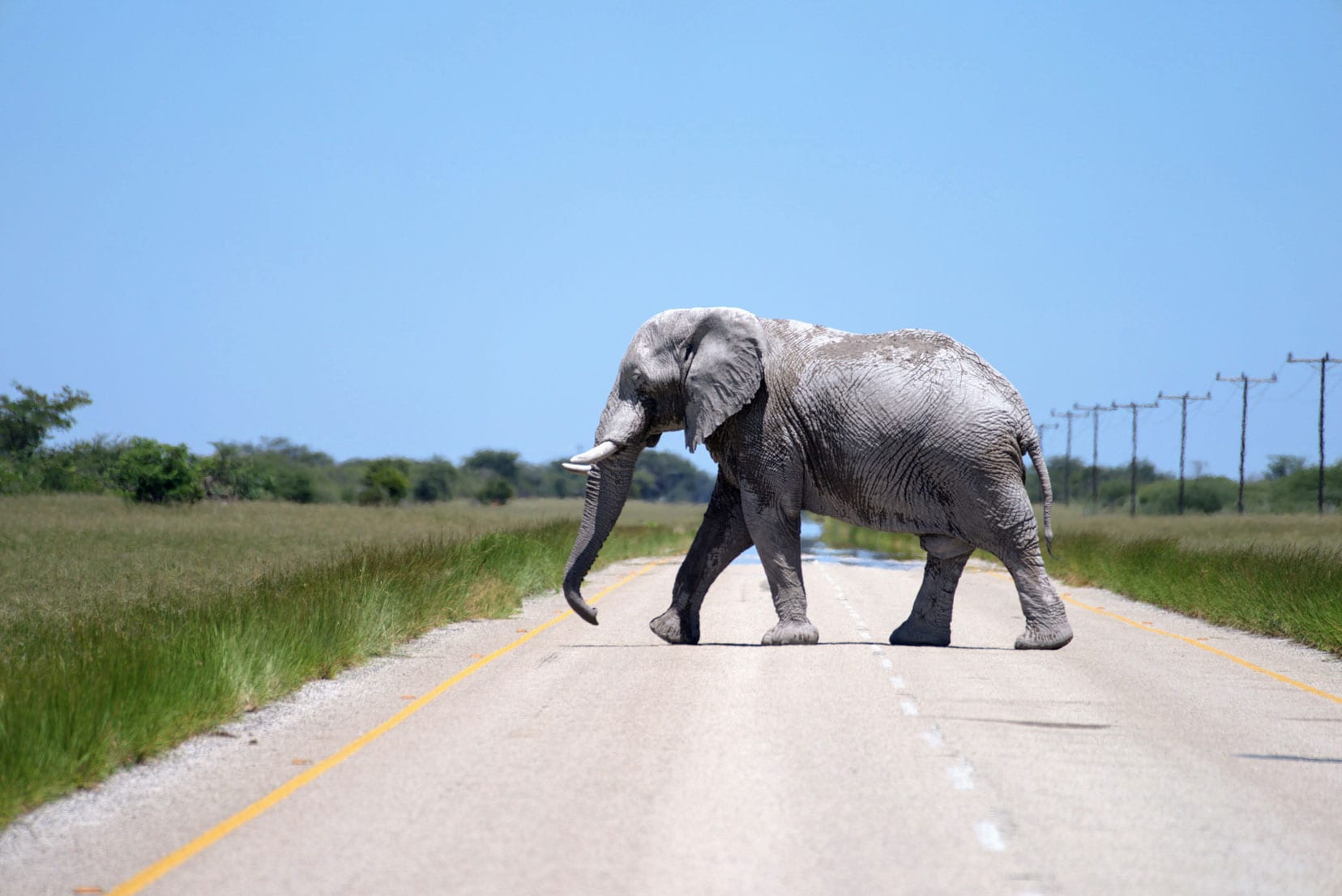 Elephant crossing a main road on our Botswana photo safari