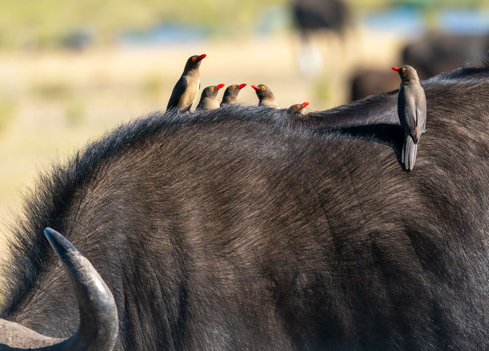 Botswana Photography Safari in Chobe - Red billed oxpeckers on the back of a buffalo in Chobe National Park