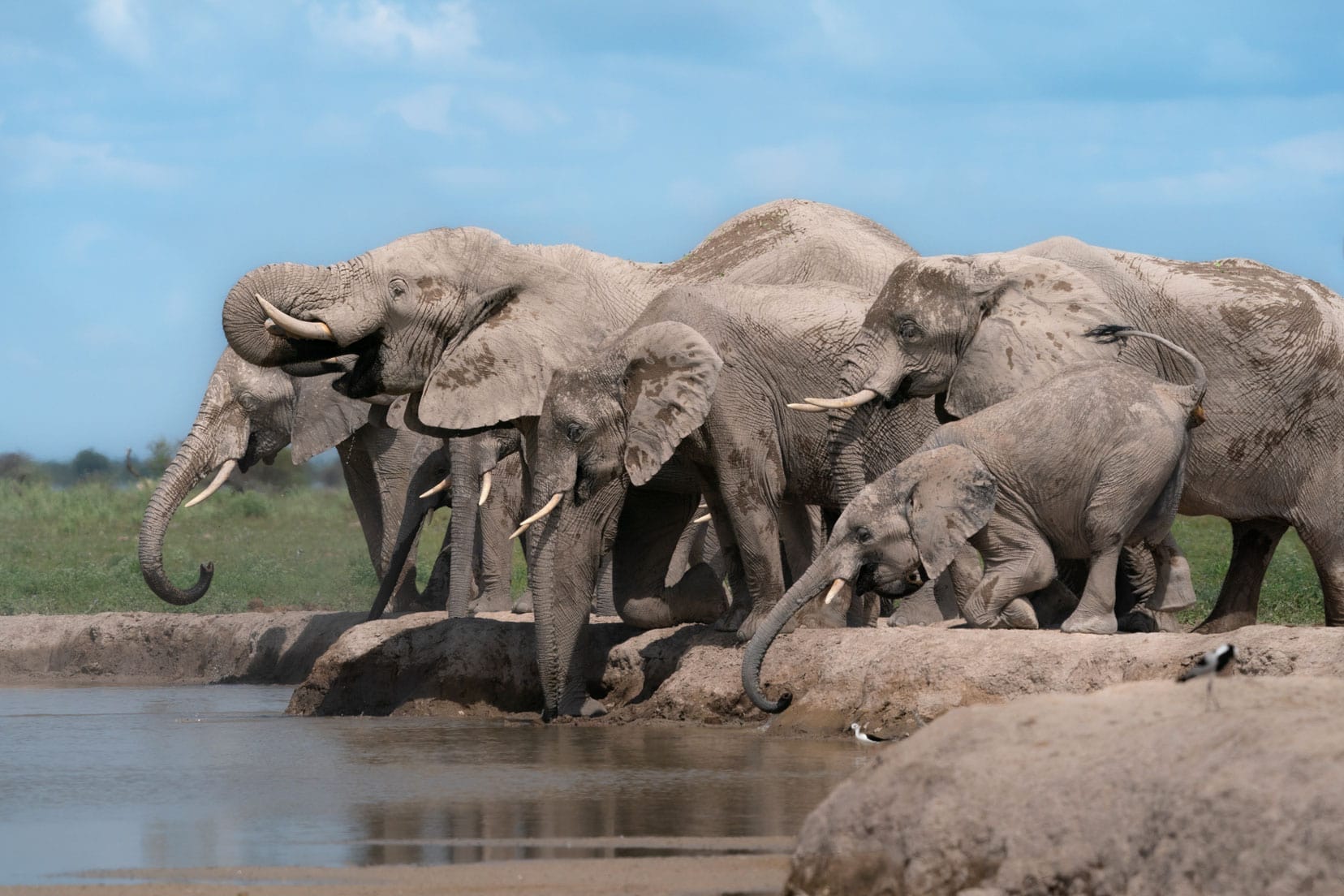 Elephants around a waterhole