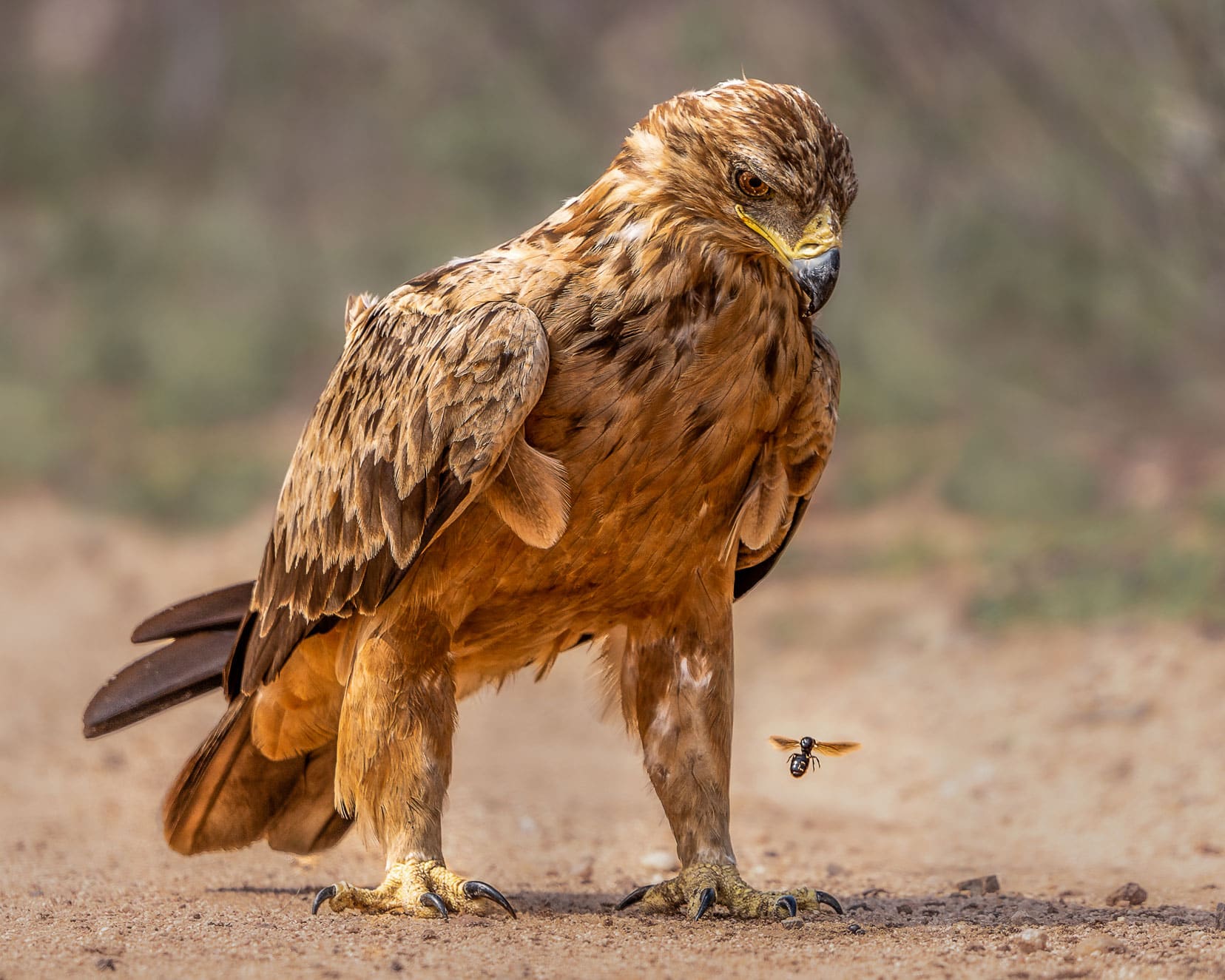 Eagle looking at a fly 