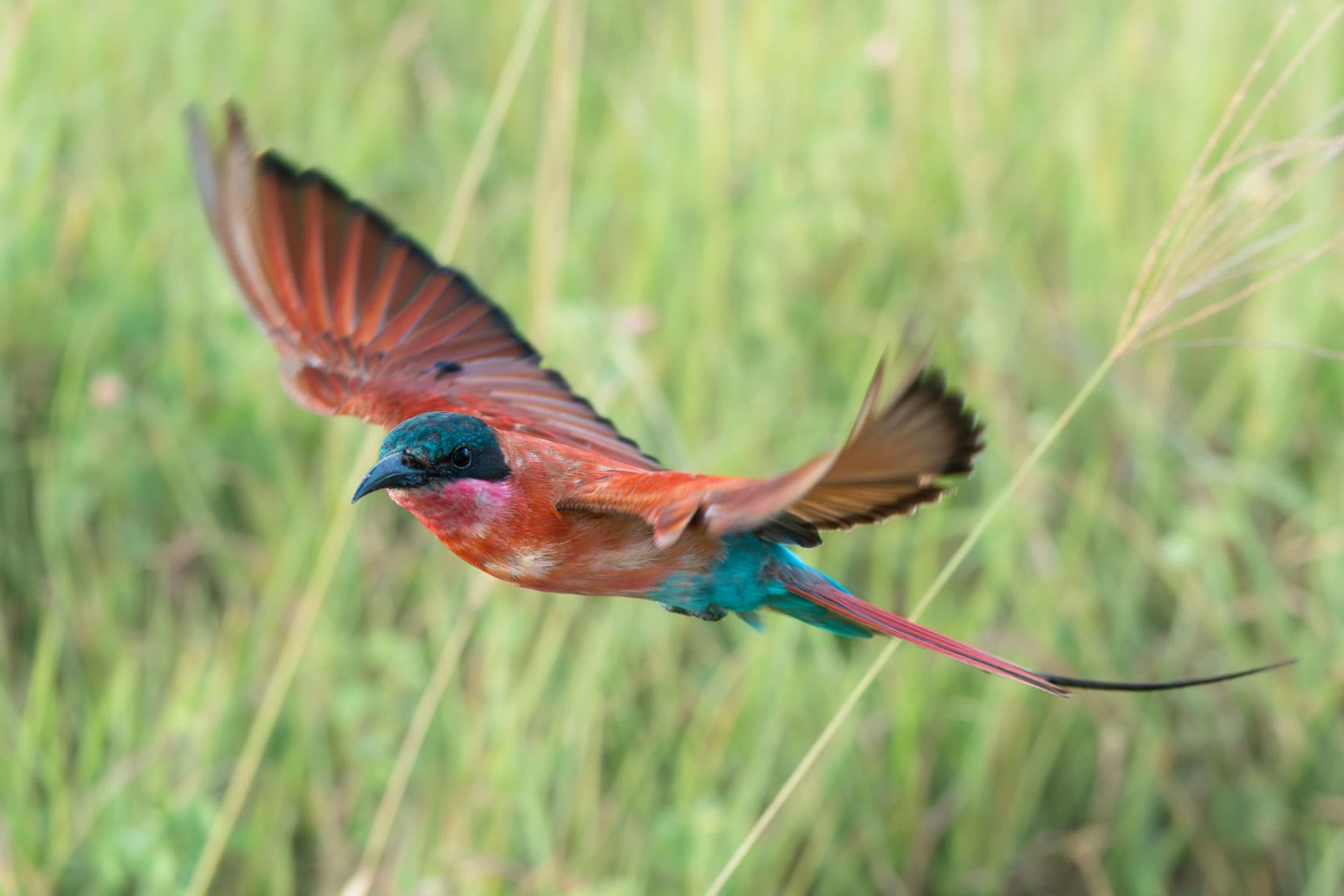 Carmine bee eater with pink and blue feathers flying across a field