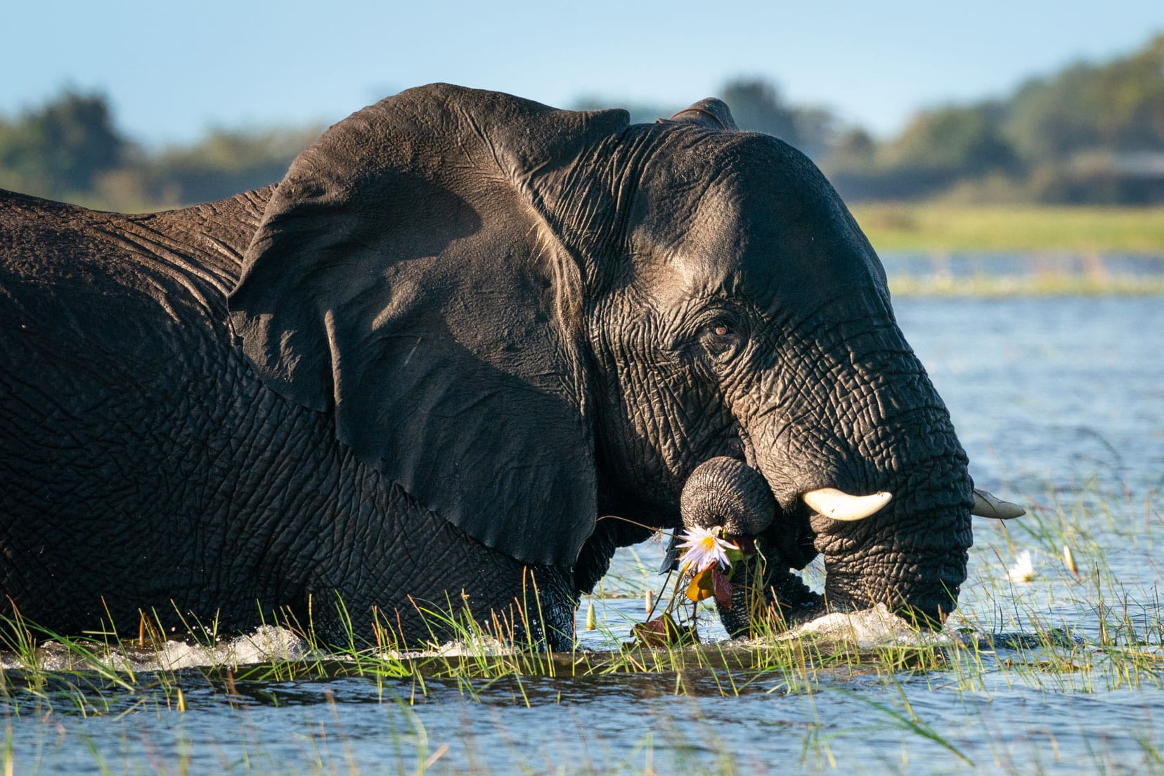 Elelphant in the chobe river with a water lilly in its mouth