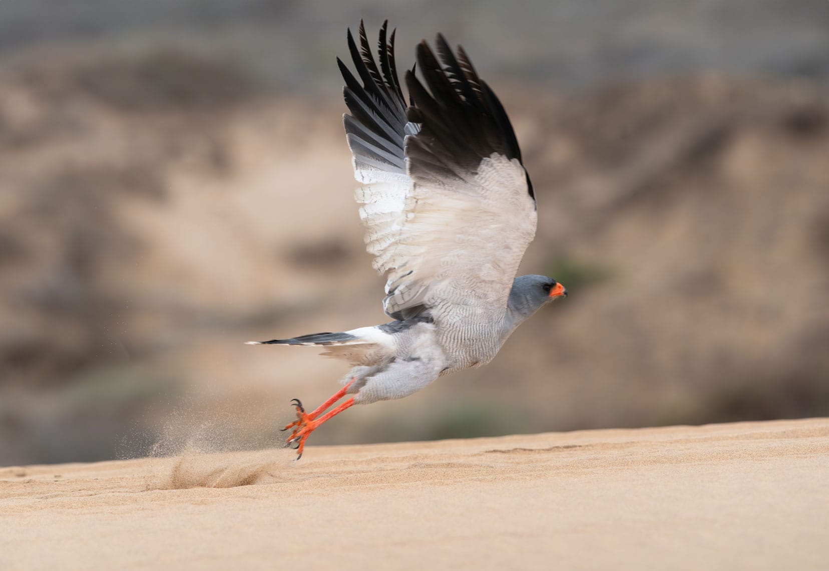 Southern Pale Chanting Goshawk taking off from sand