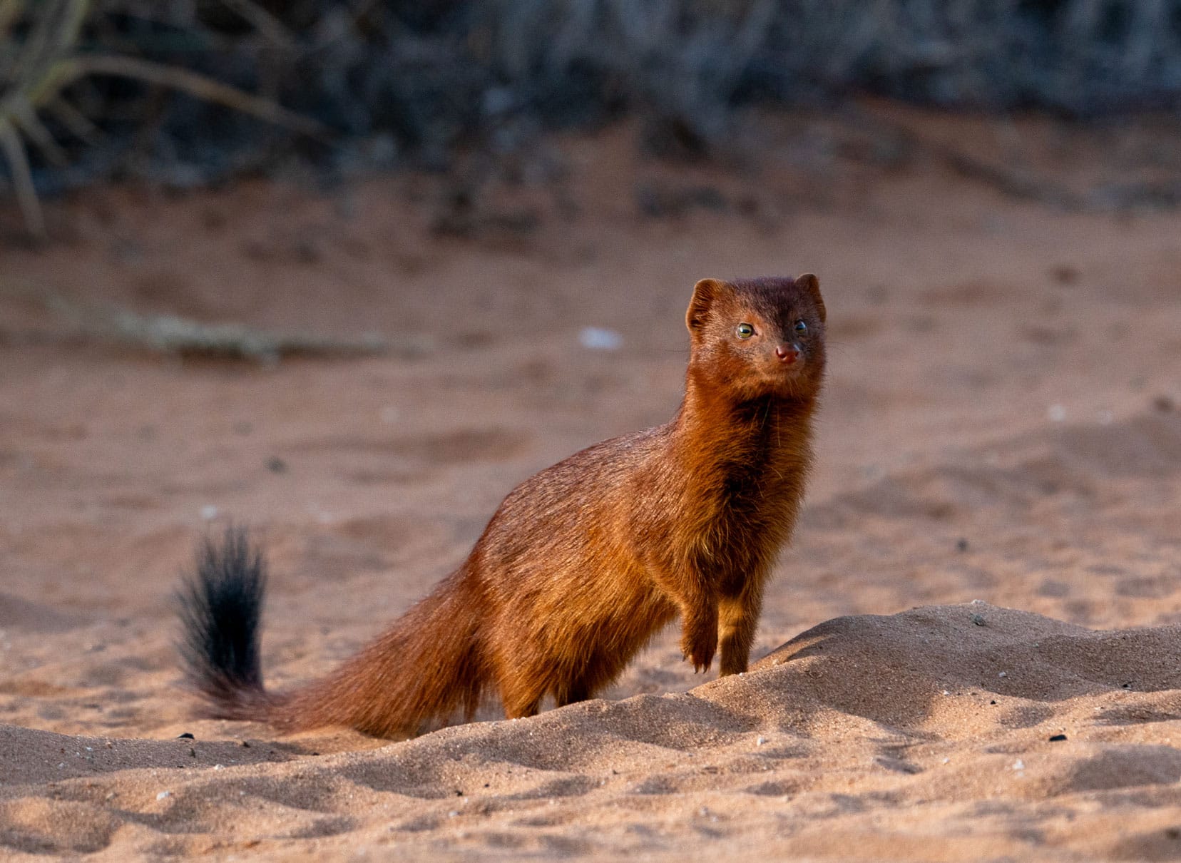 Mongoose with the sun shining on it