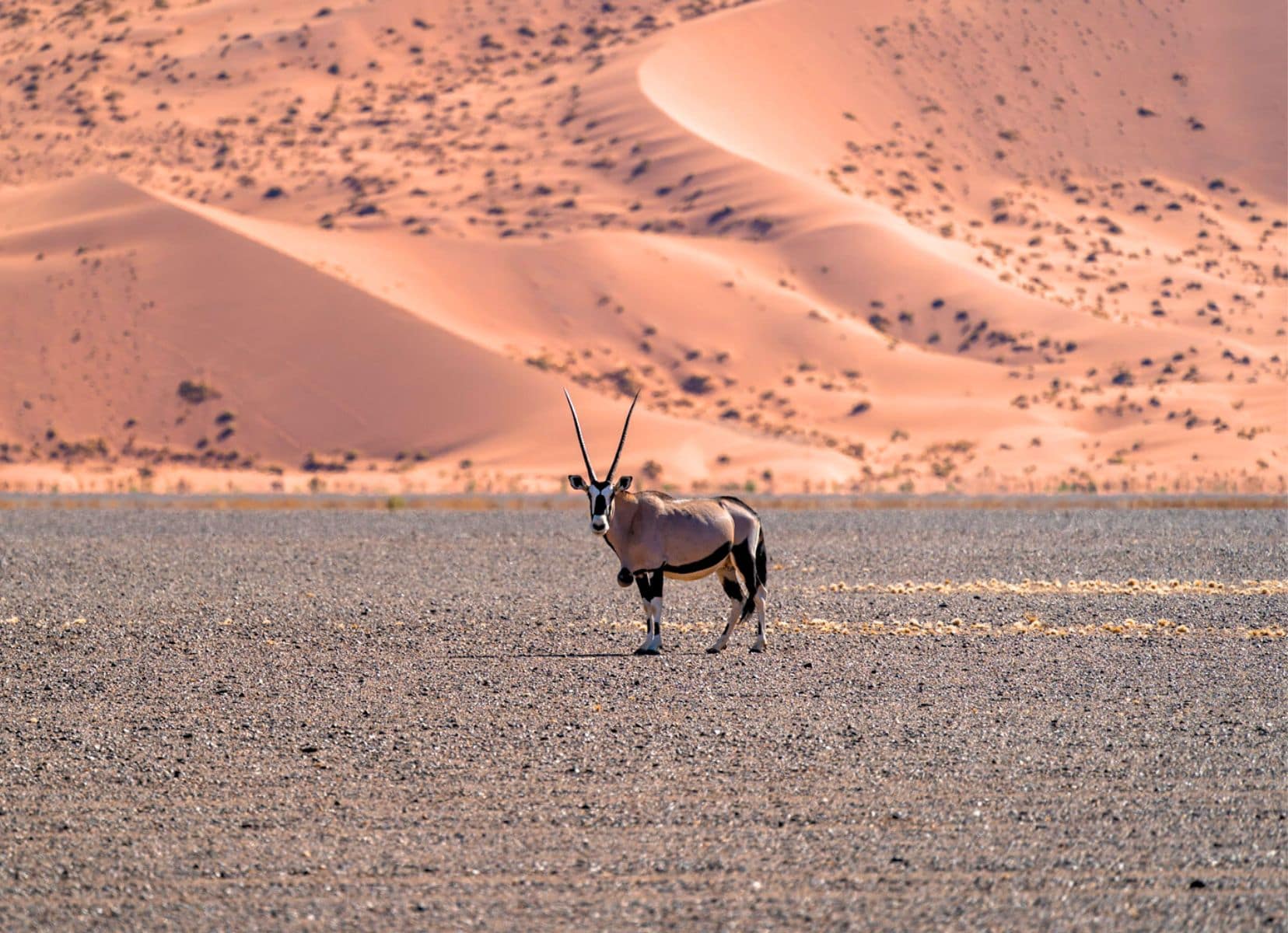 Oryx with a backdrop of massive sand dune