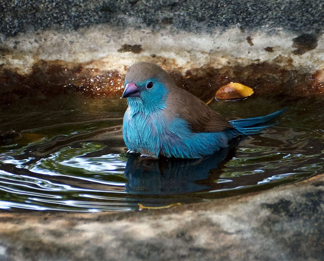 Blue Waxbill bird