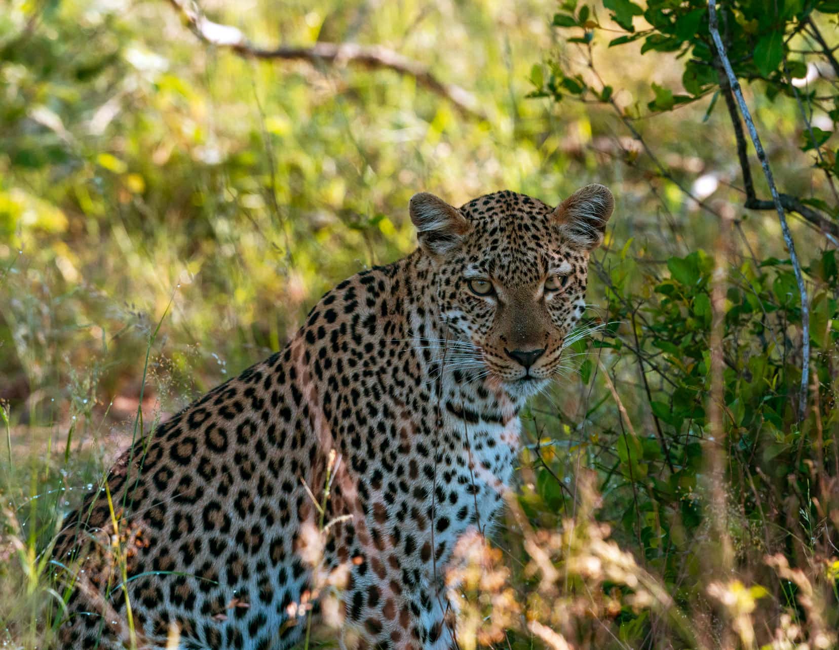 Leopard looking towards the camera