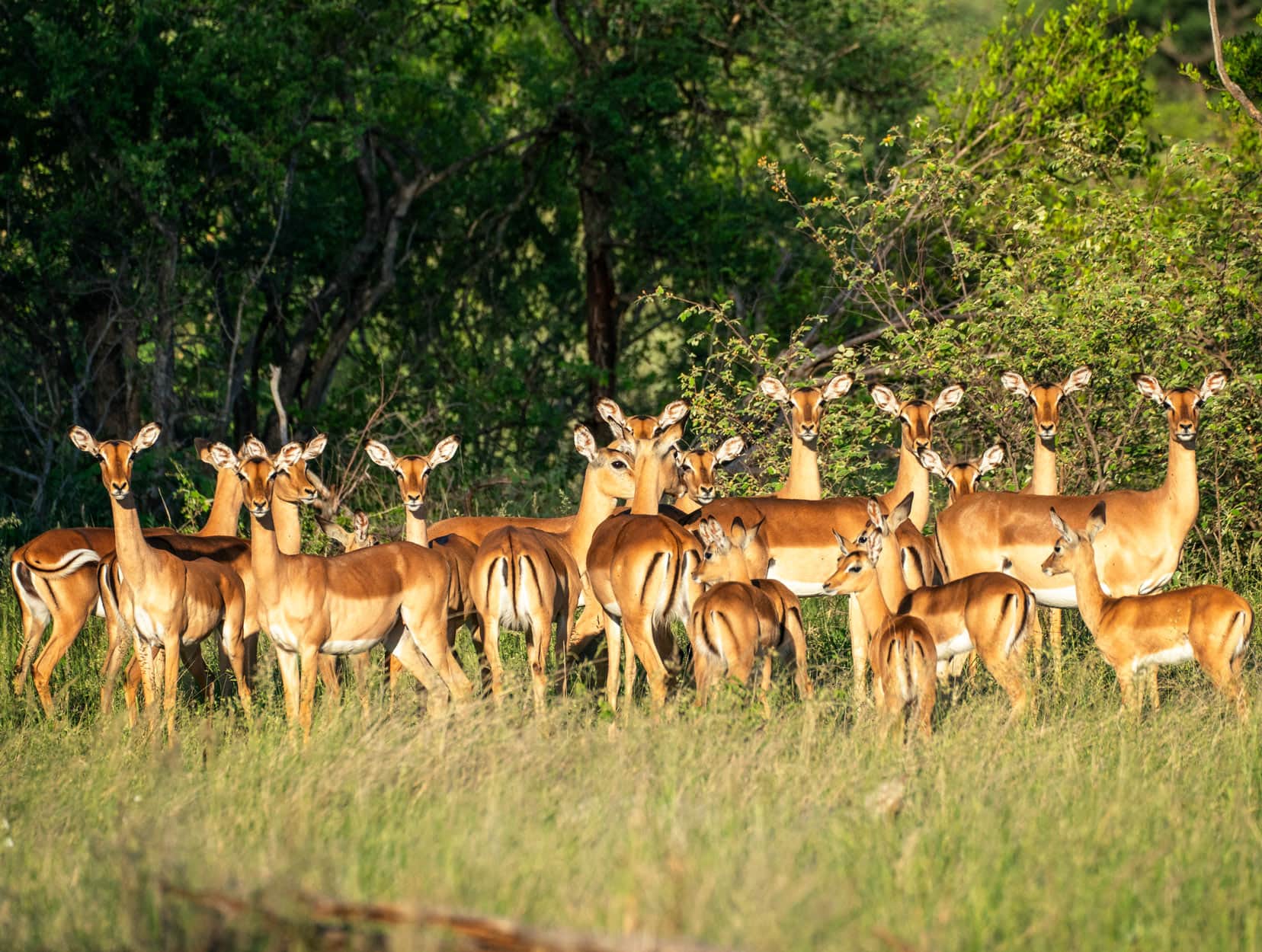 Herd of impala in long grass in Klaserie Reserve