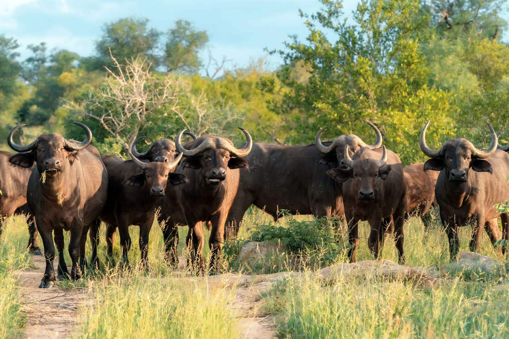 Herd of buffalo in Klaserie Nature Reserve