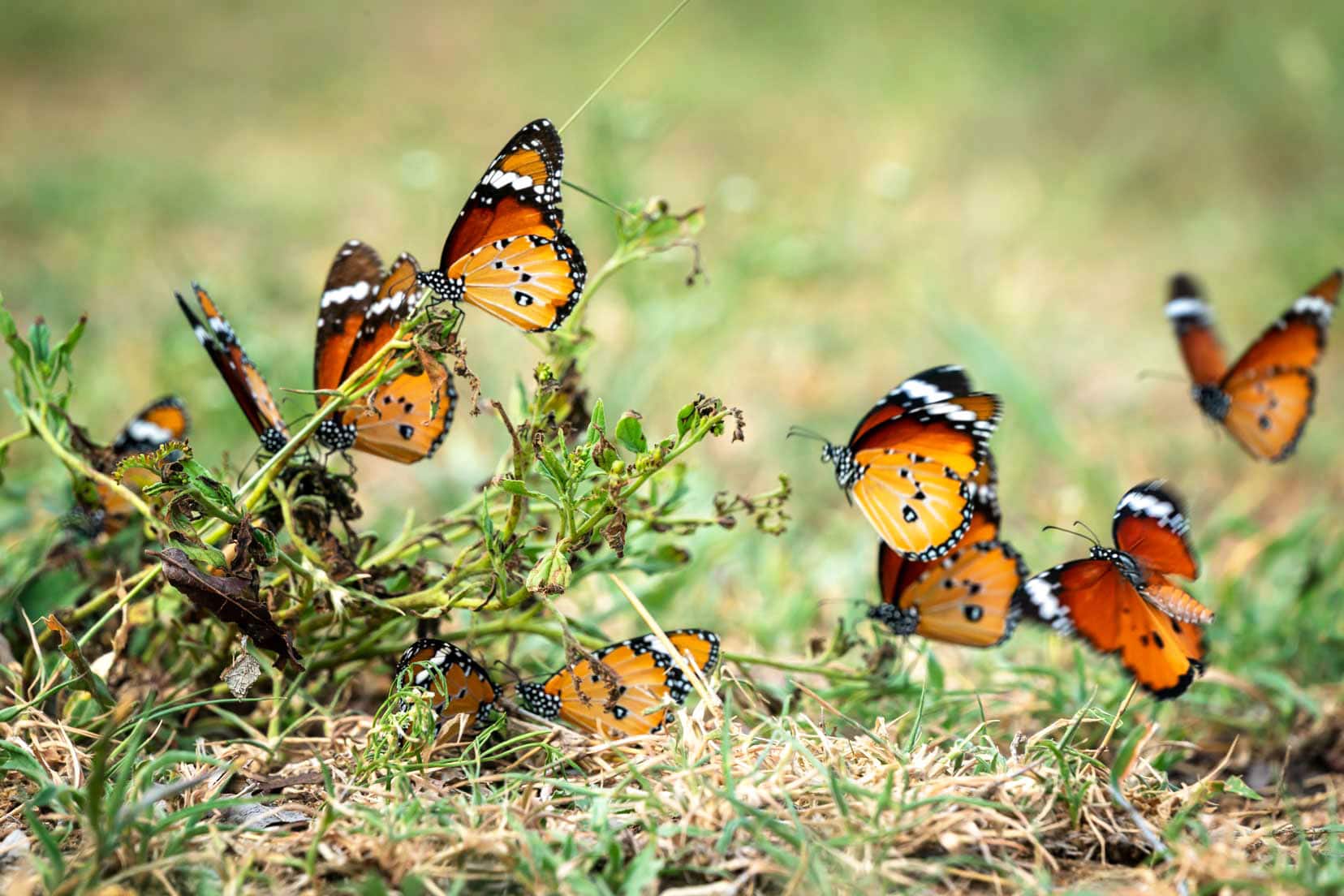 Butterflies around a small plant near the ground