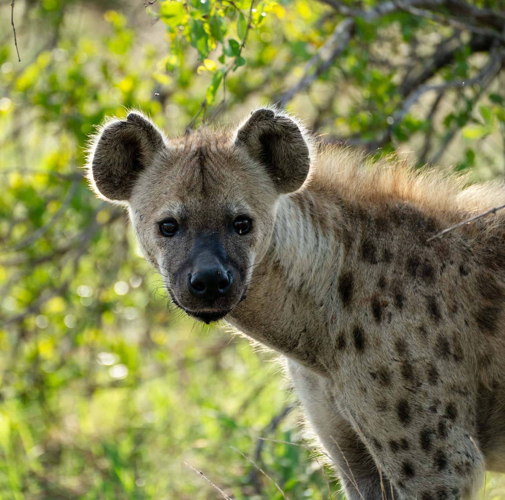 Hyena looking towards the camera in Klaserie
