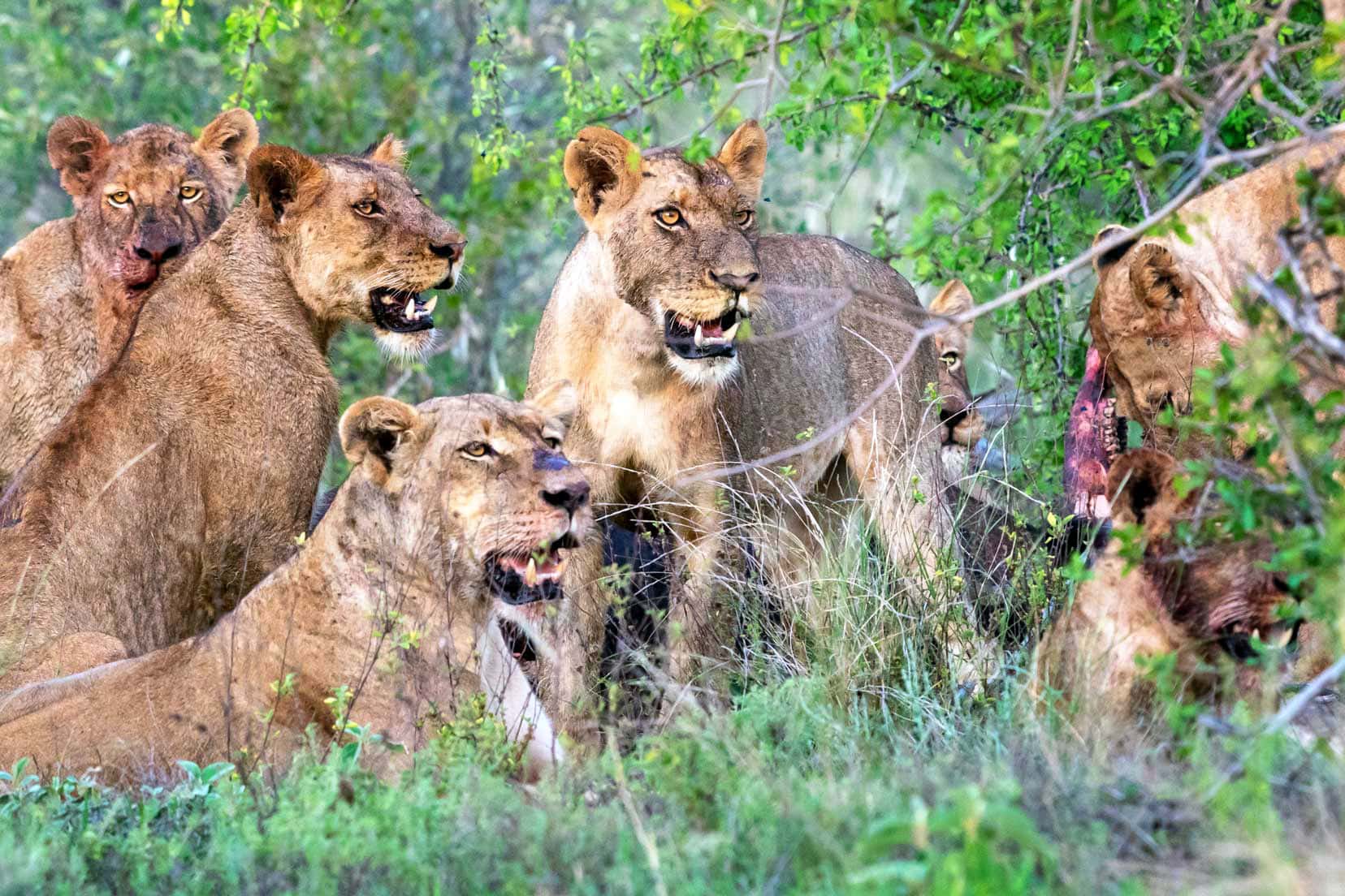 Group of lions feeding on a dead buffalo in klaserie Nature Reserve