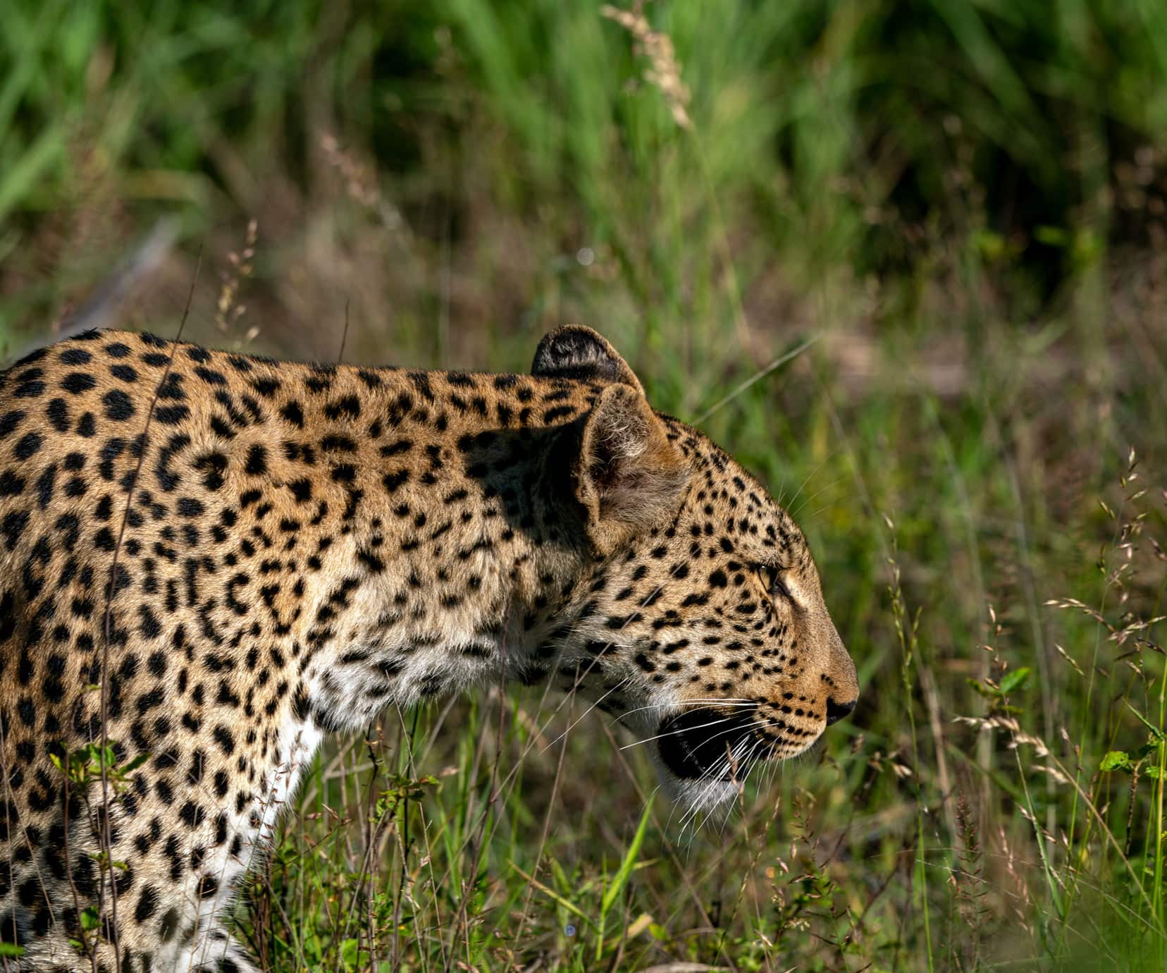 Leopard stalking in Klaserie private nature reserve