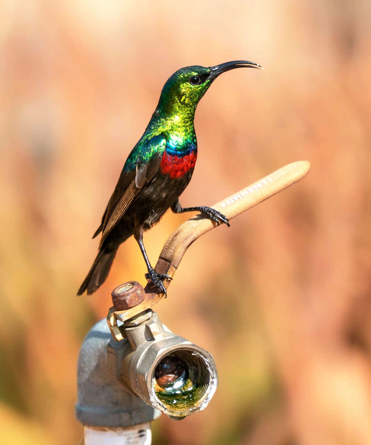 Sunbird sitting on a tap in Klaserie 