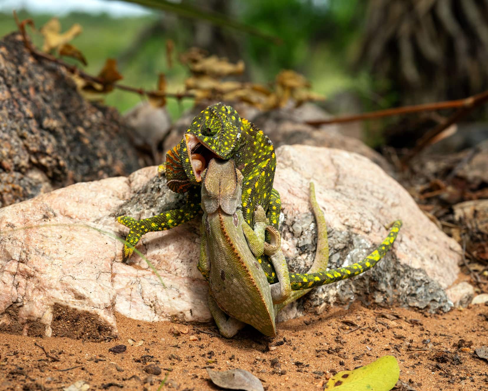 two chameleons fighting