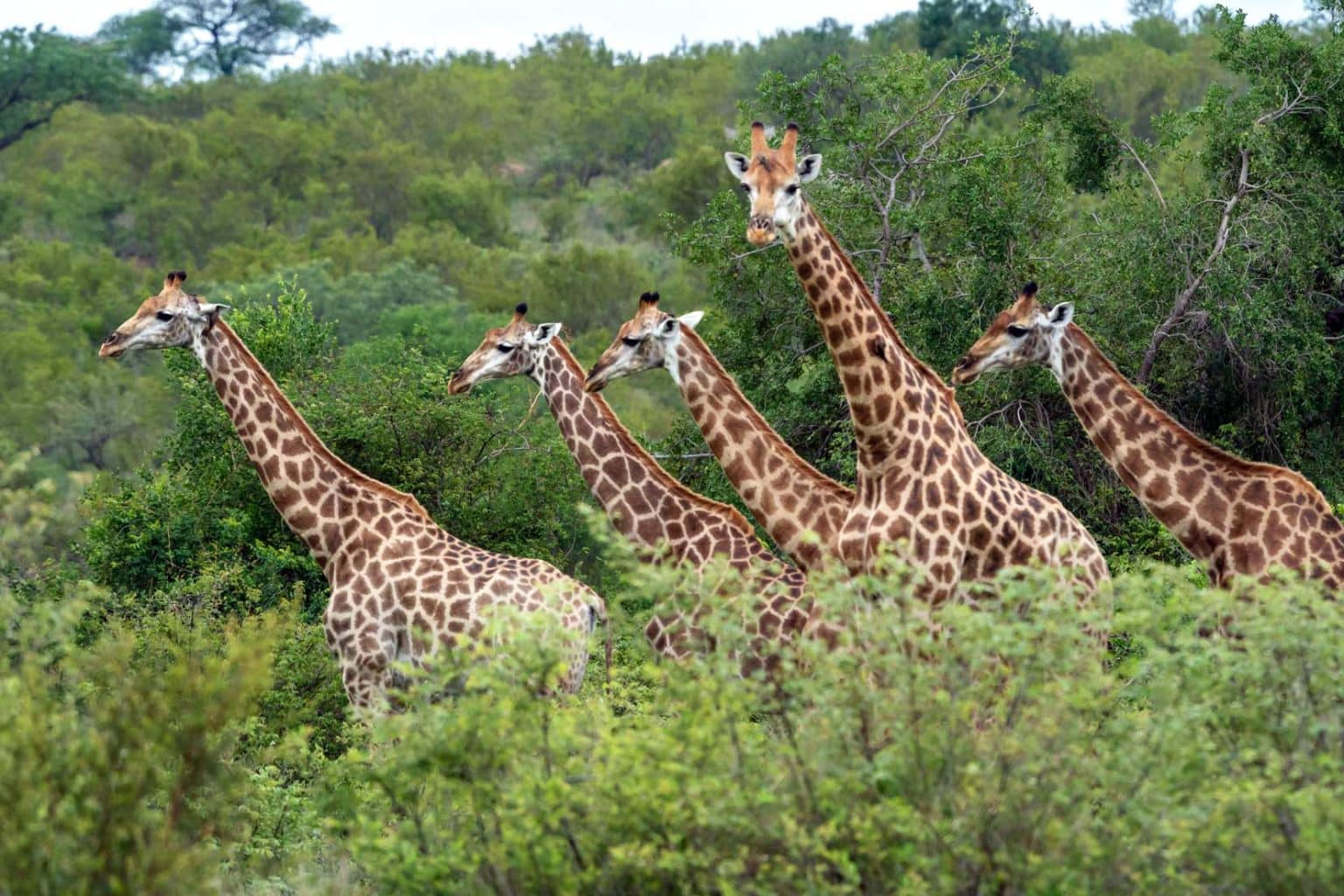 Ultimate Guide to Klaserie Private Nature Reserve: More Than Just a Safari