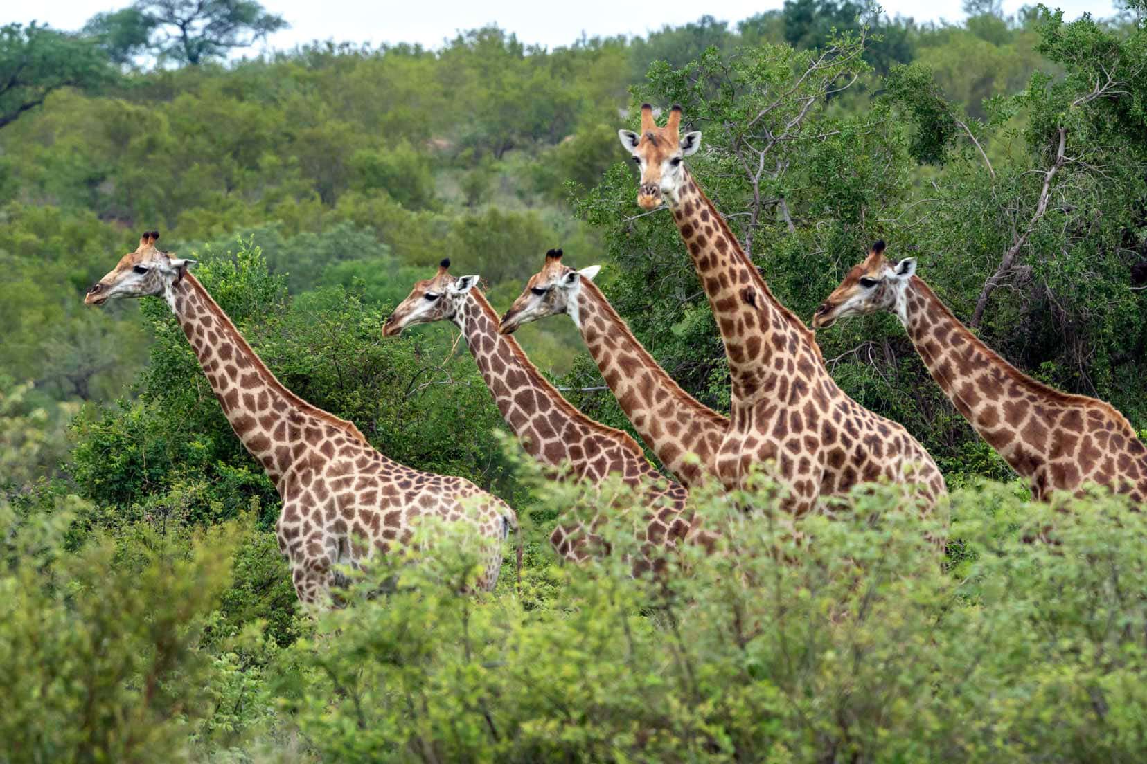 Five giraffe in a row in the Klaserie Nature reserve