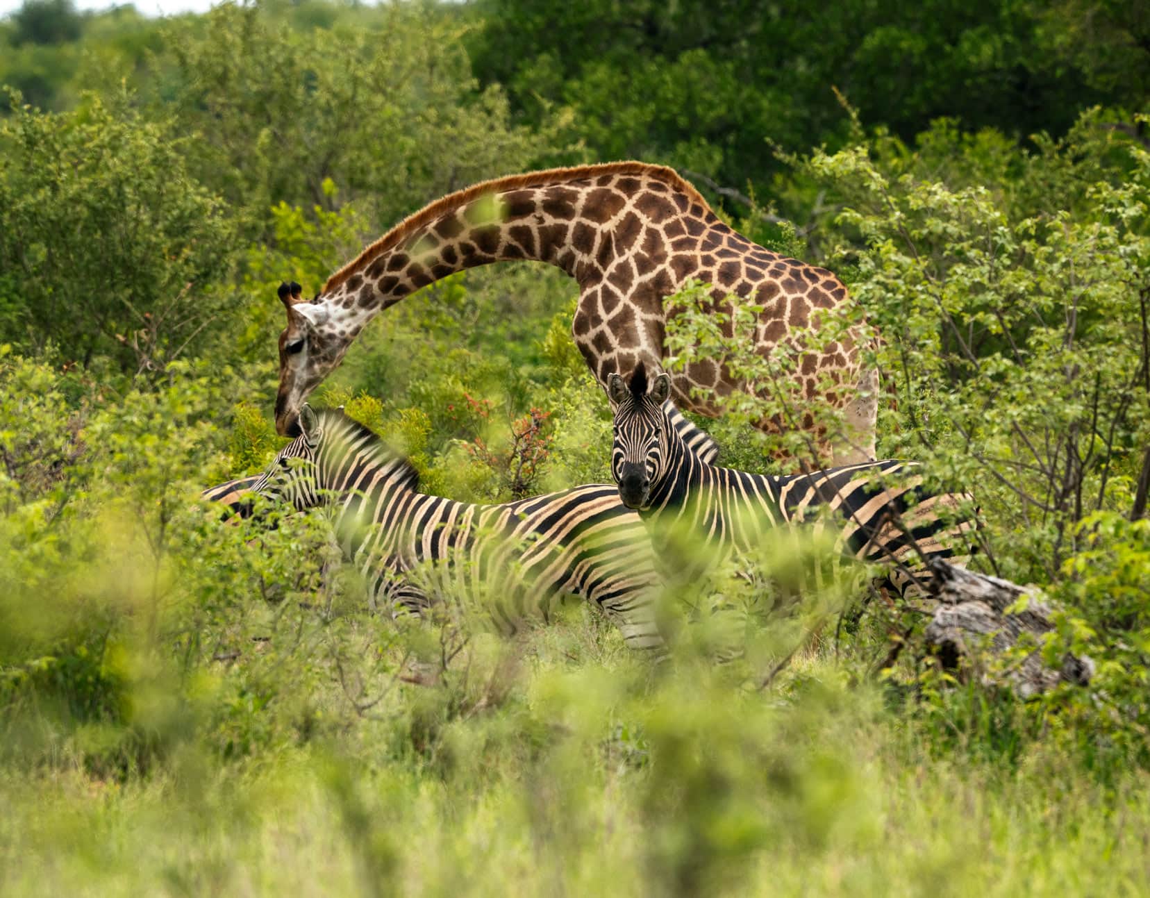 Giraffe and zebra with giraffe bending over towards the zebras