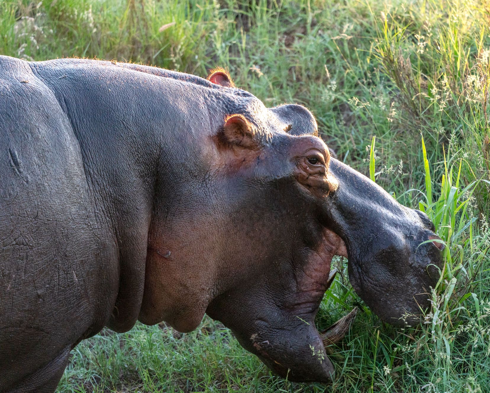 Hippo on the banks of the klaserie River