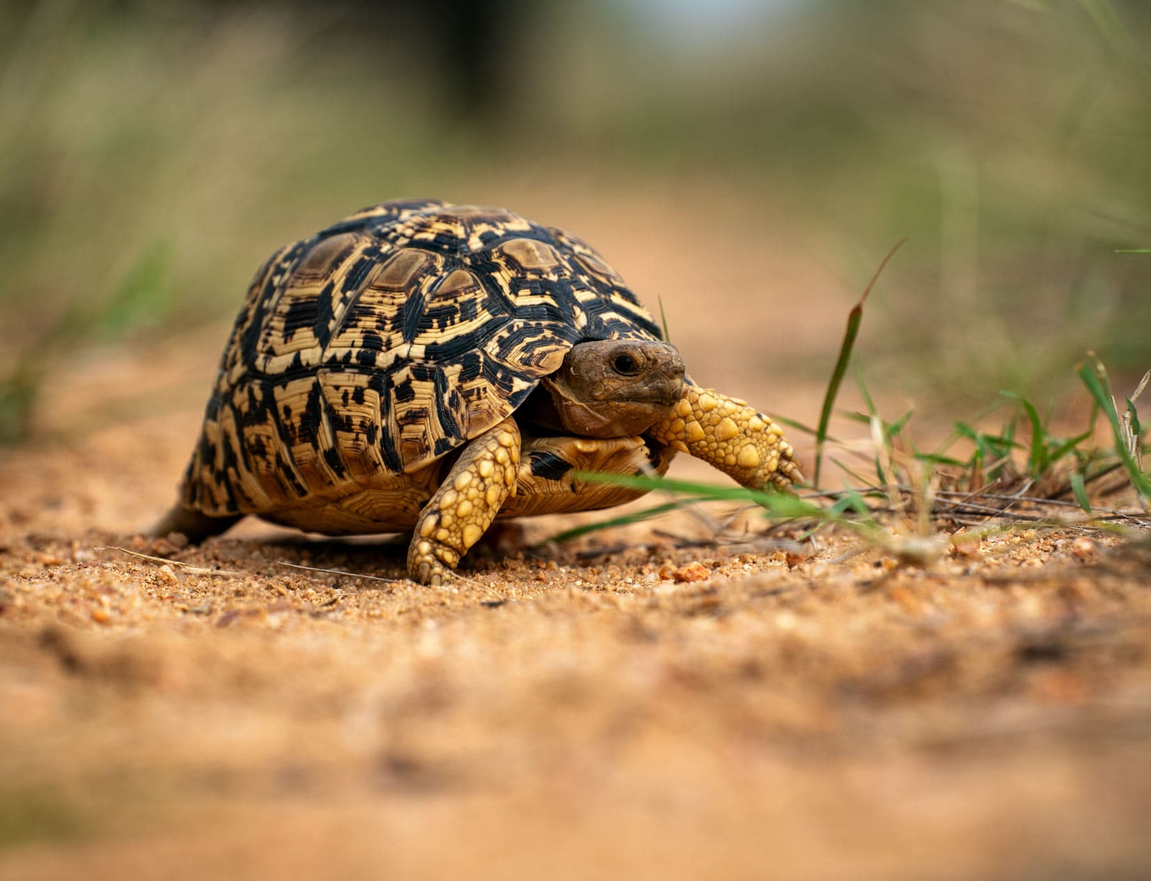 A leopard tortoise crawling along in the sand 