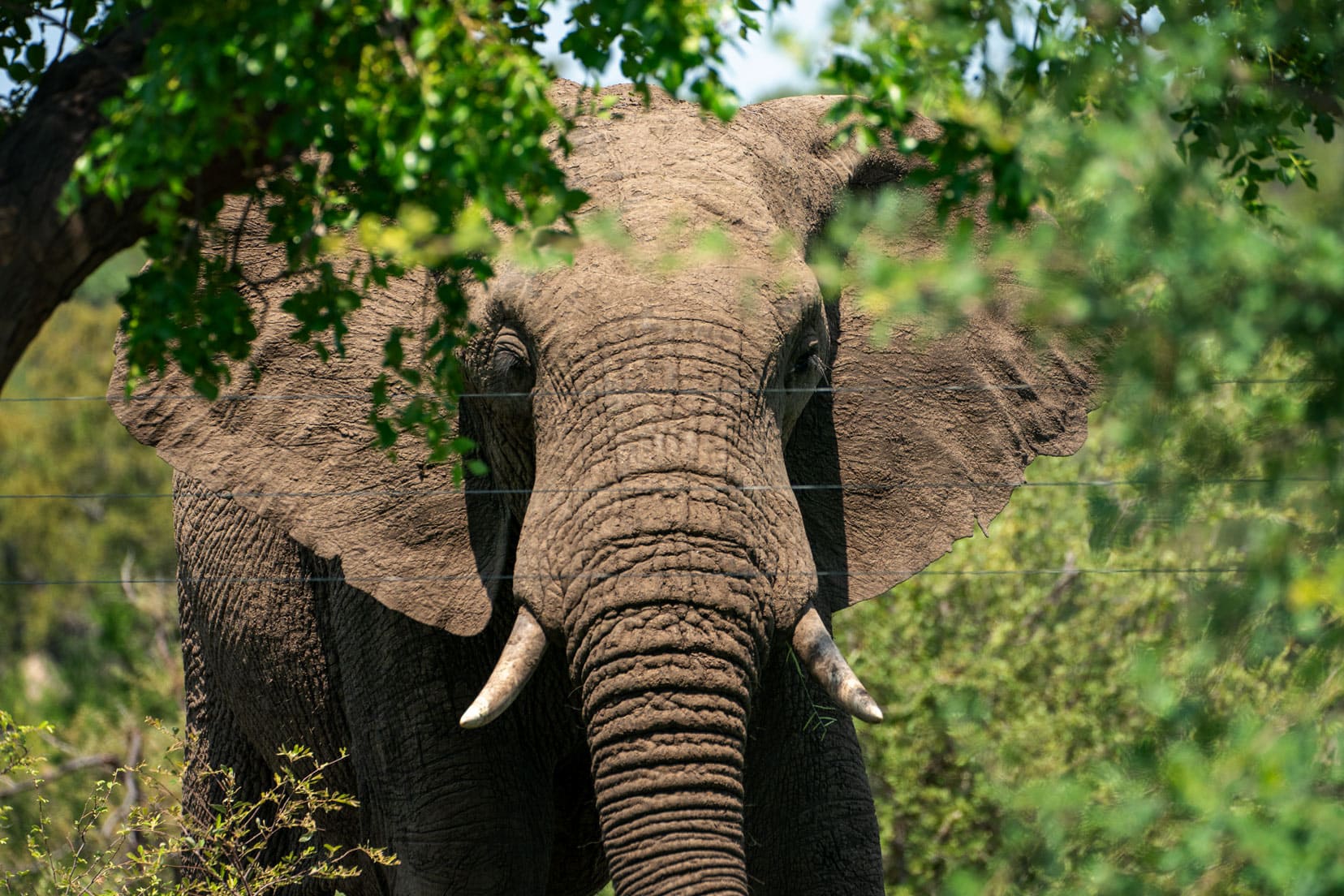 Elephant by the electric wired fence in Klaserie camp