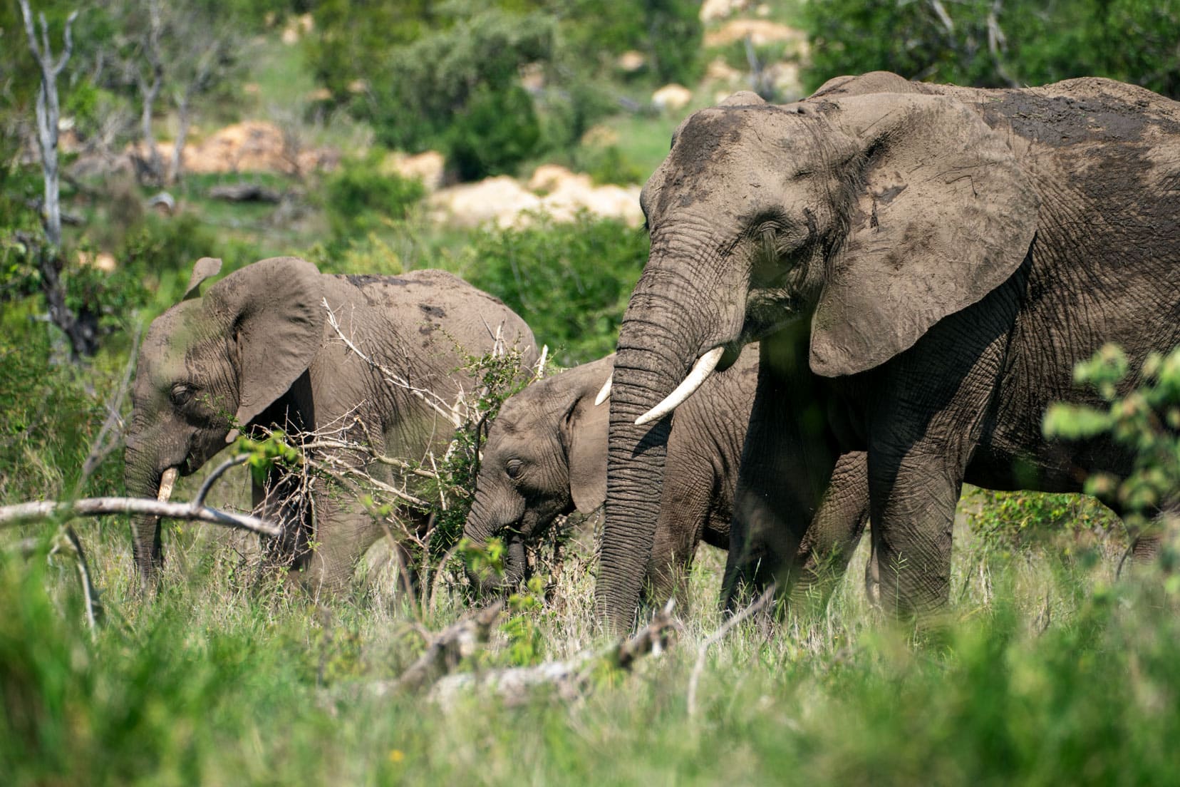 3 Elephants with a baby elephant in the middle