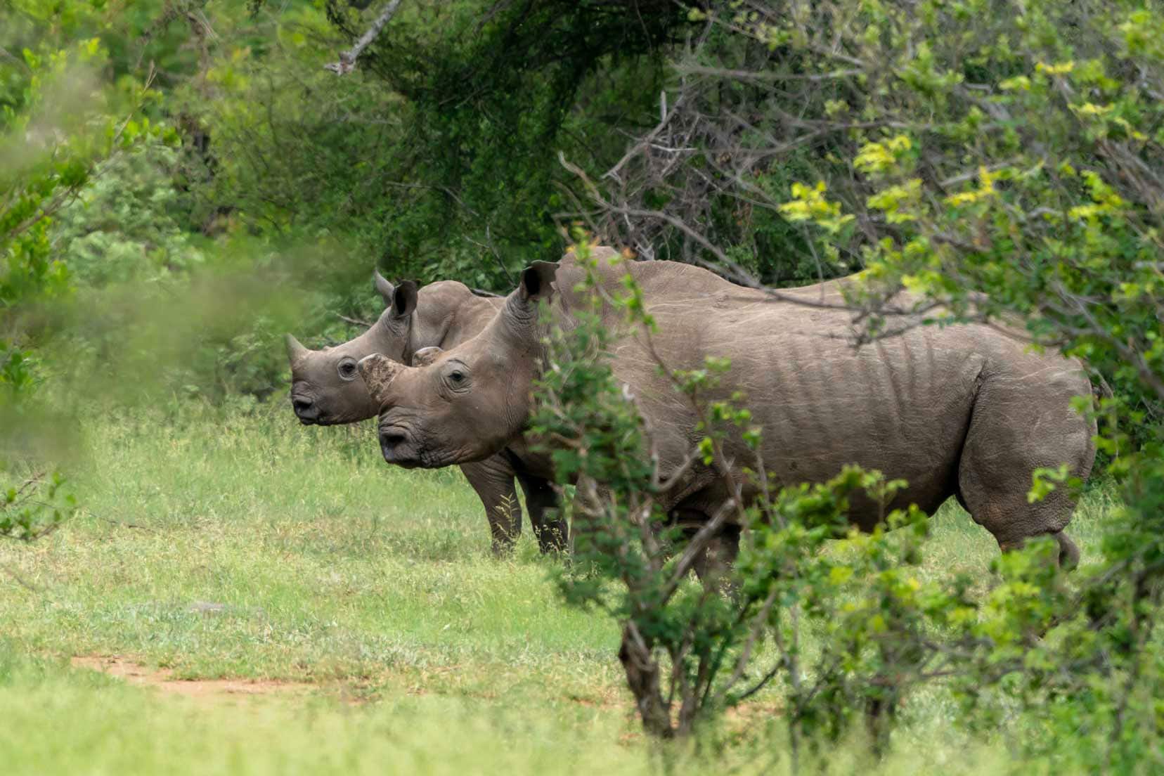two rhinos - a female and her smaller calf. The female has a shaved off horn and they are stood amongst bushes