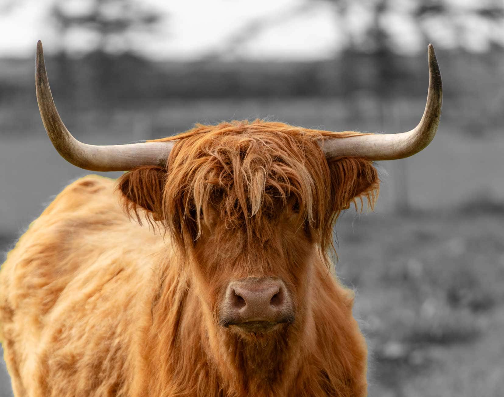 highland cow with large horns