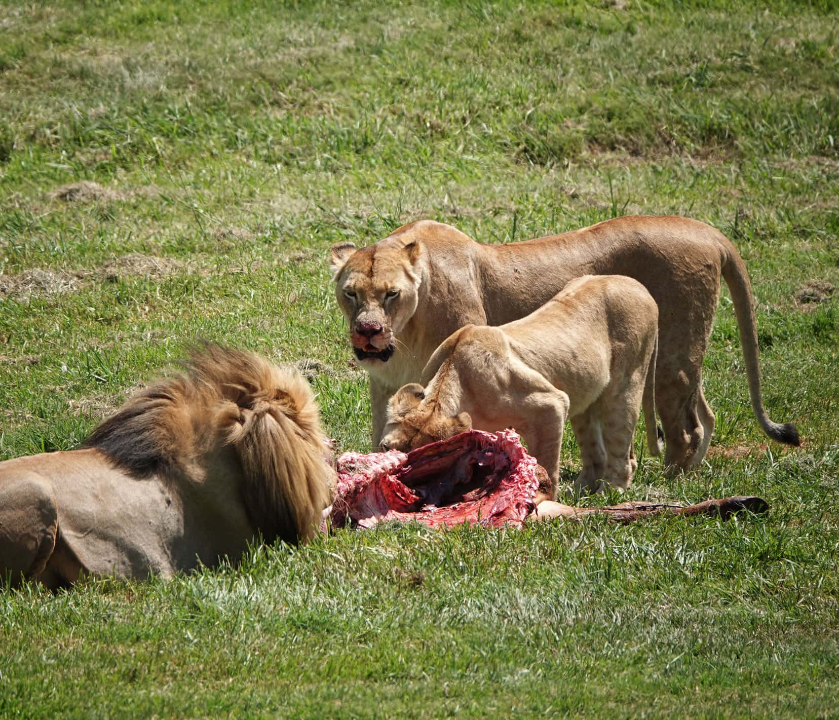three lions feeding on a carcass 